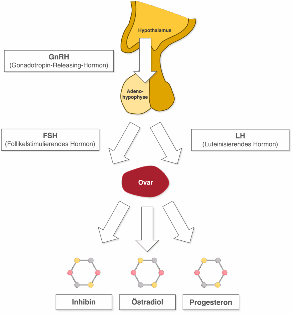 Hypothalamus-Hypophysen-Ovar-Achse - Übersicht