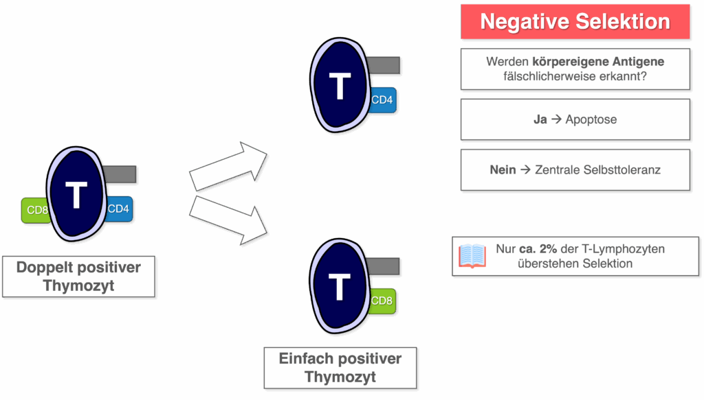 T-Lymphozyten Reifung - Negative Selektion