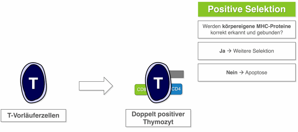 T-Lymphozyten Reifung - Positive Selektion