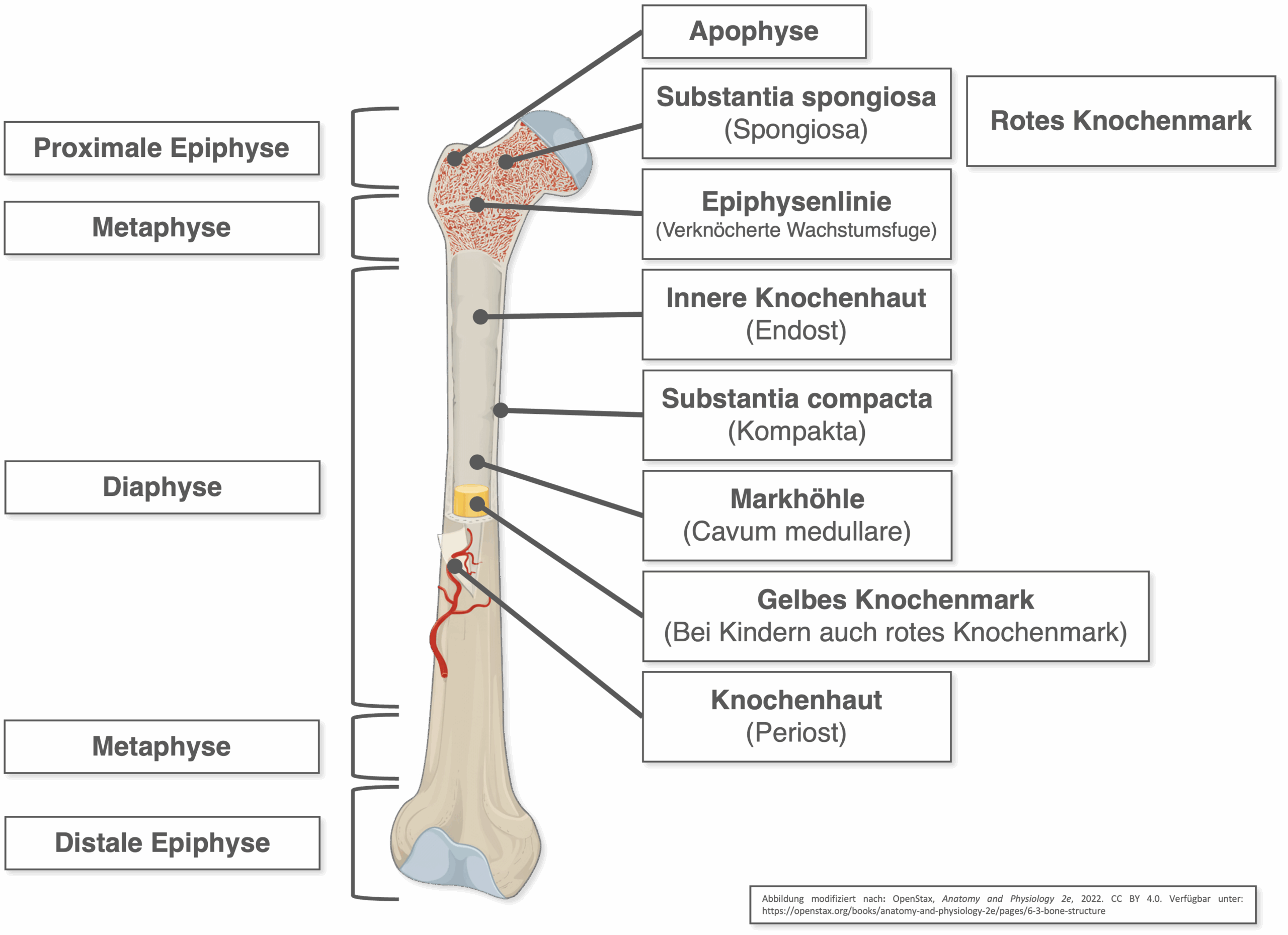 Röhrenknochen - Aufbau