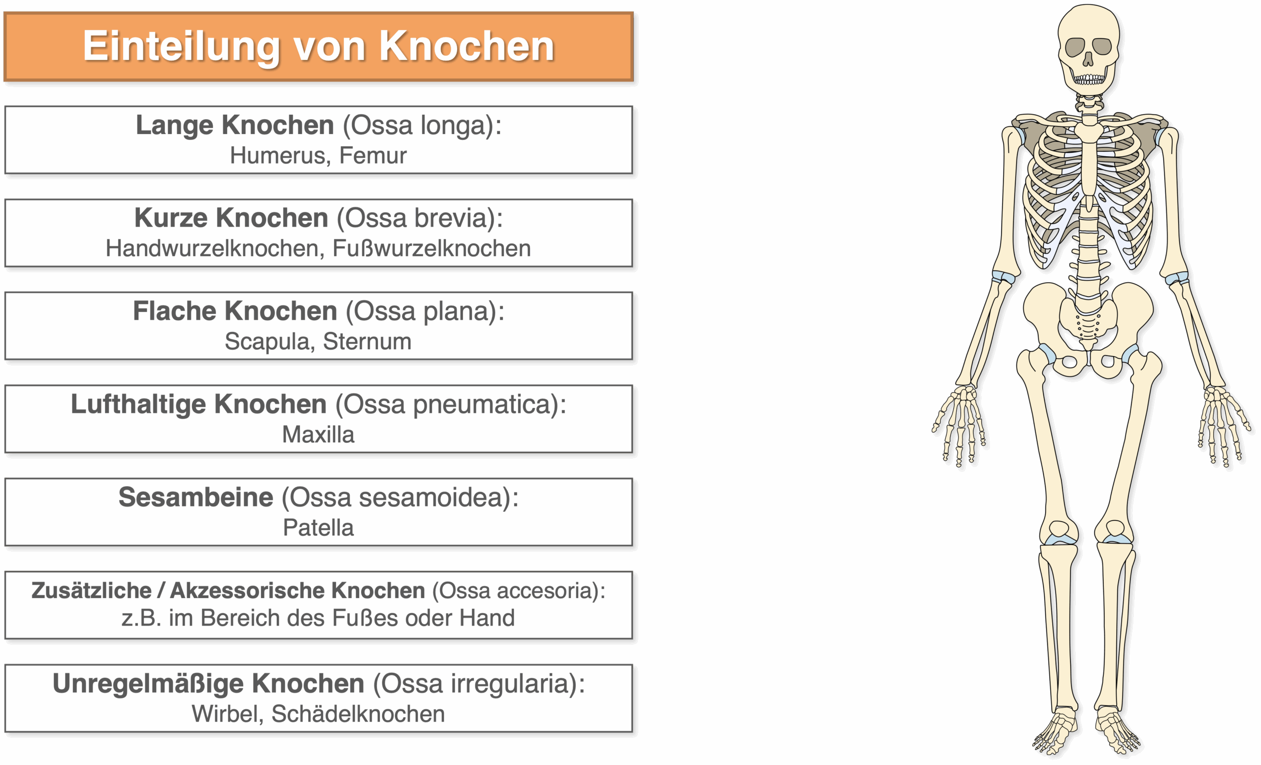 Einteilung von Knochen