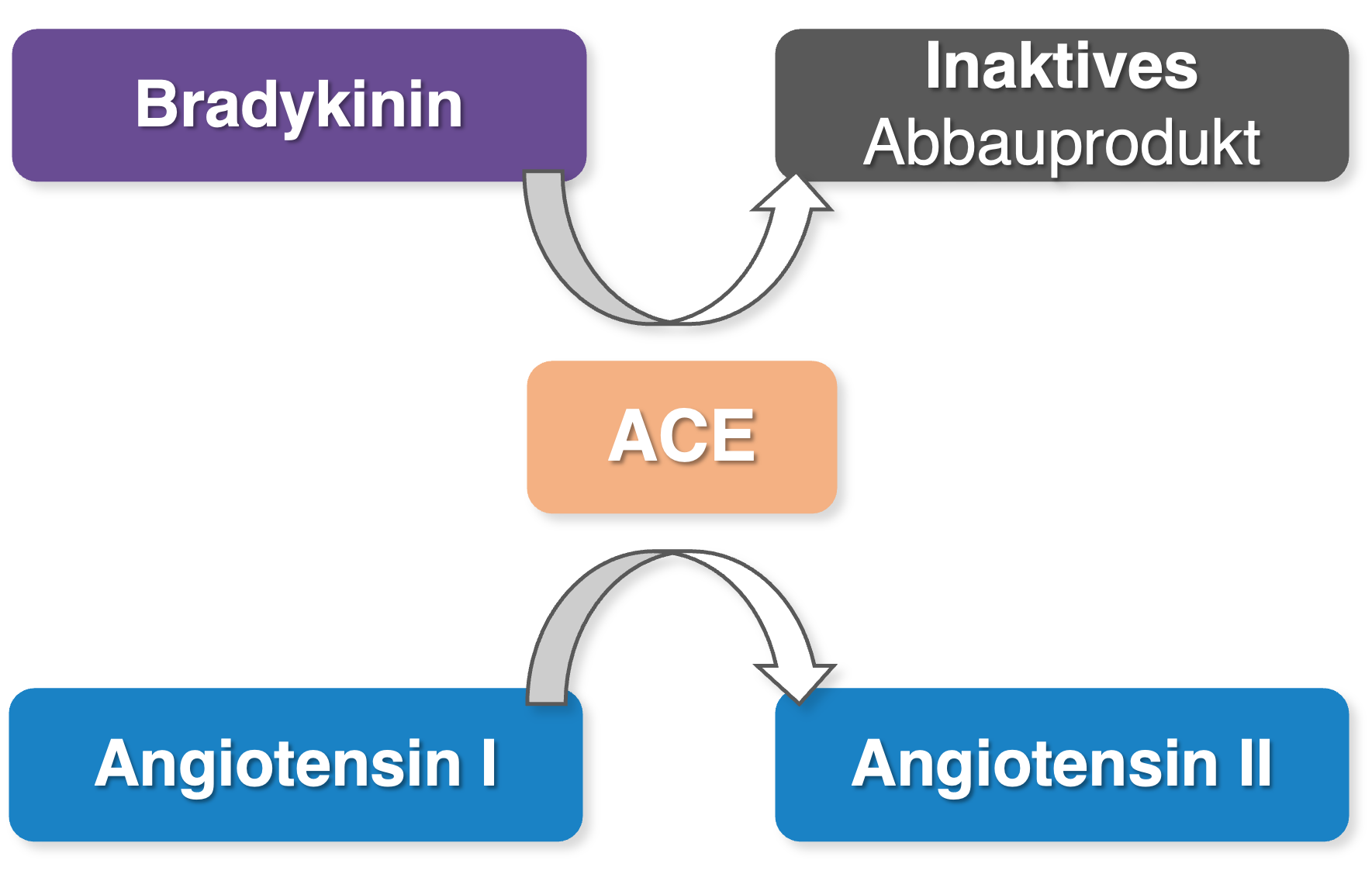 ACE - Abbau von Bradykinin