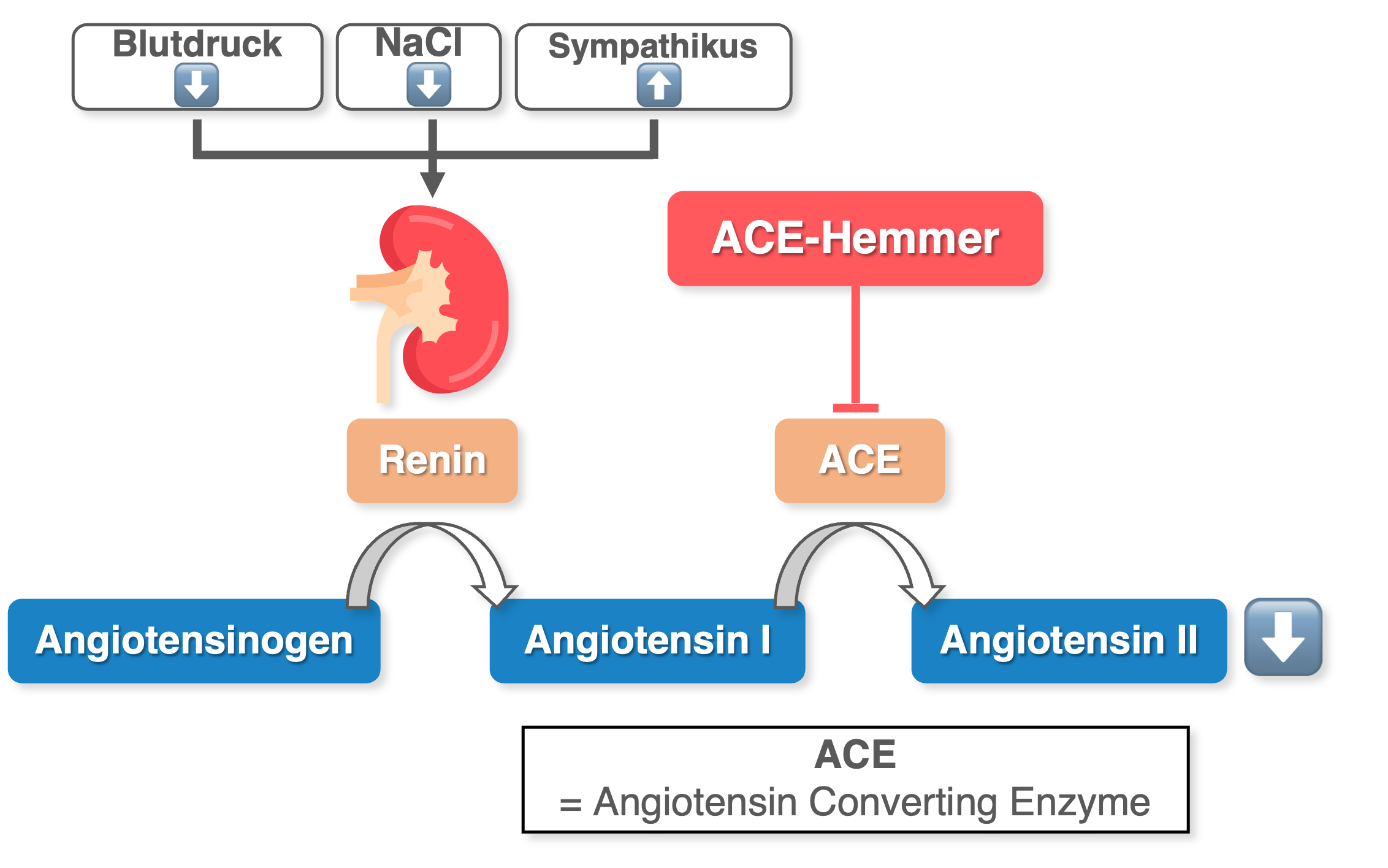 ACE-Hemmer - Wirkmechanismus