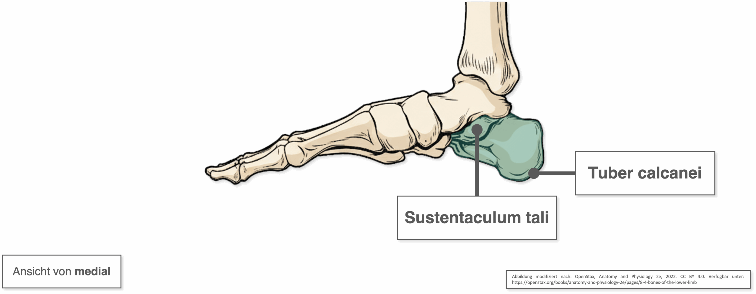 Calcaneus - Knochenvorsprünge