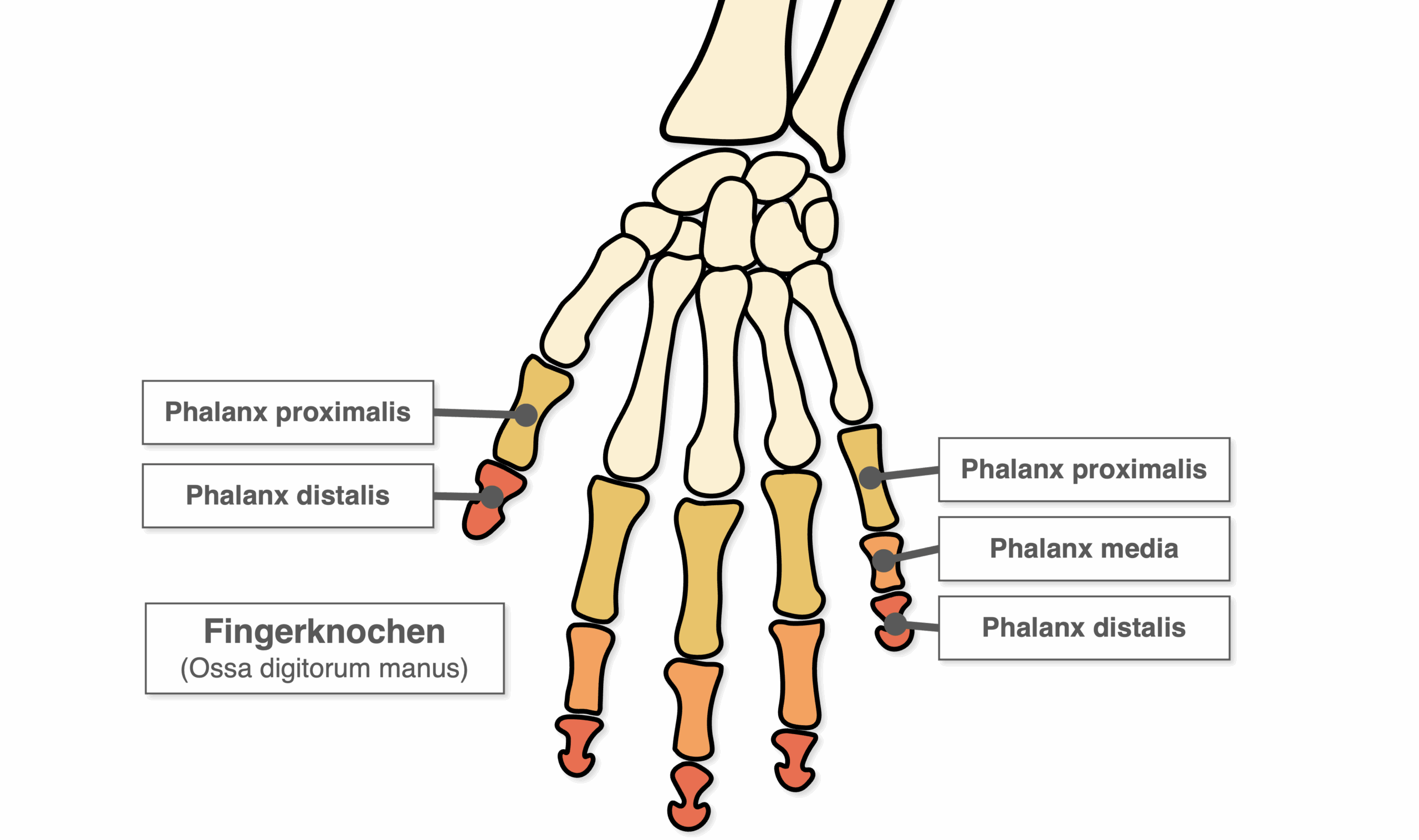 Fingerknochen - Übersicht