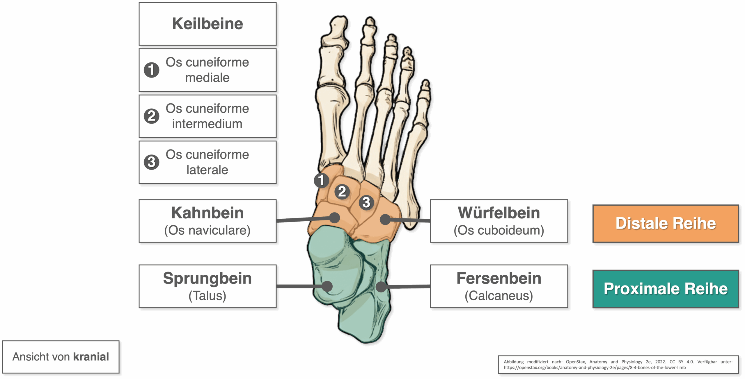 Fußwurzelknochen - Übersicht