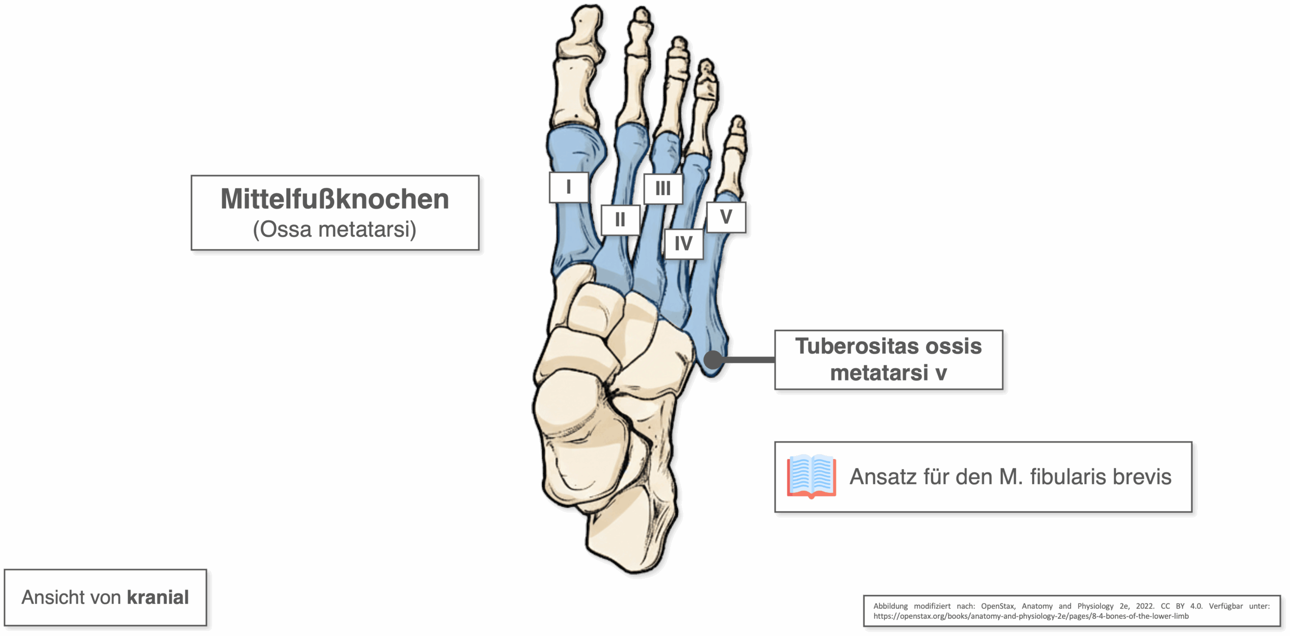 Mittelfußknochen - Übersicht