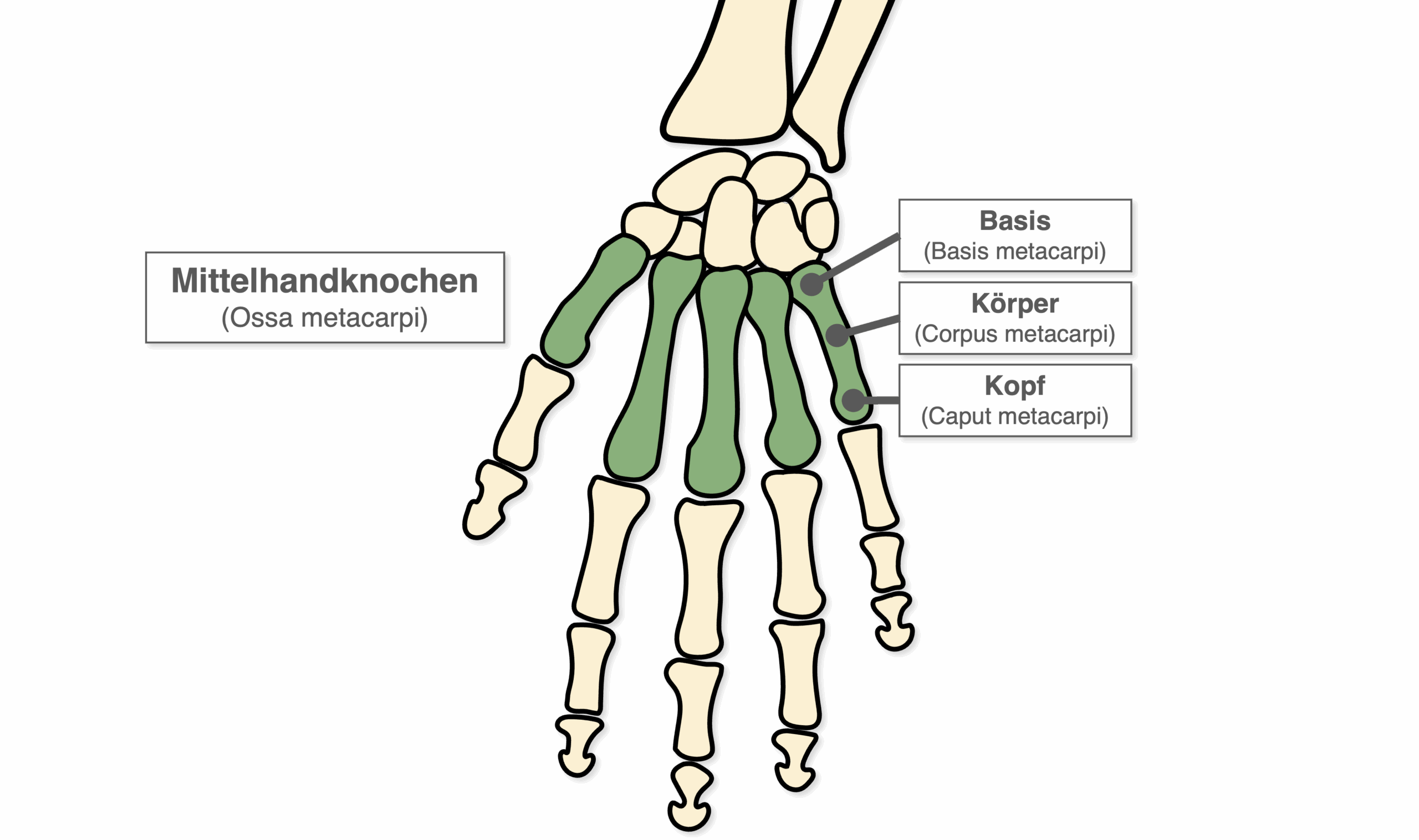 Mittelhandknochen - Aufbau