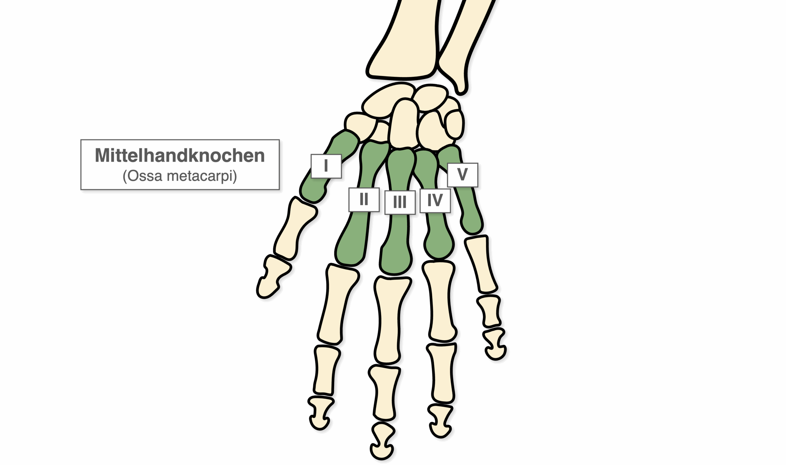 Mittelhandknochen - Übersicht