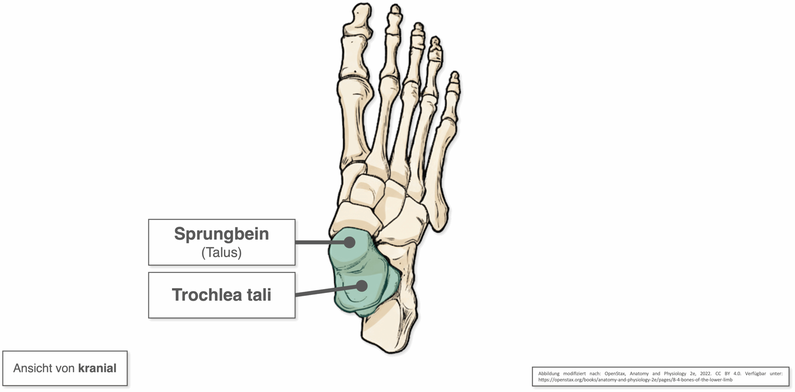 Talus - Trochlea tali