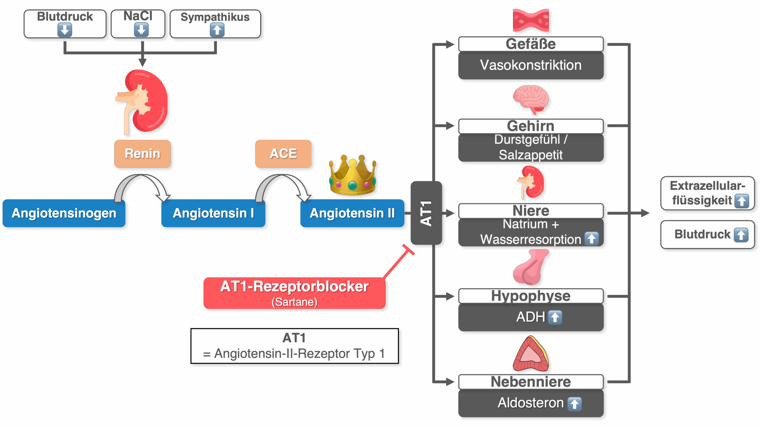 AT1-Rezeptorblocker - Wirkmechanismus