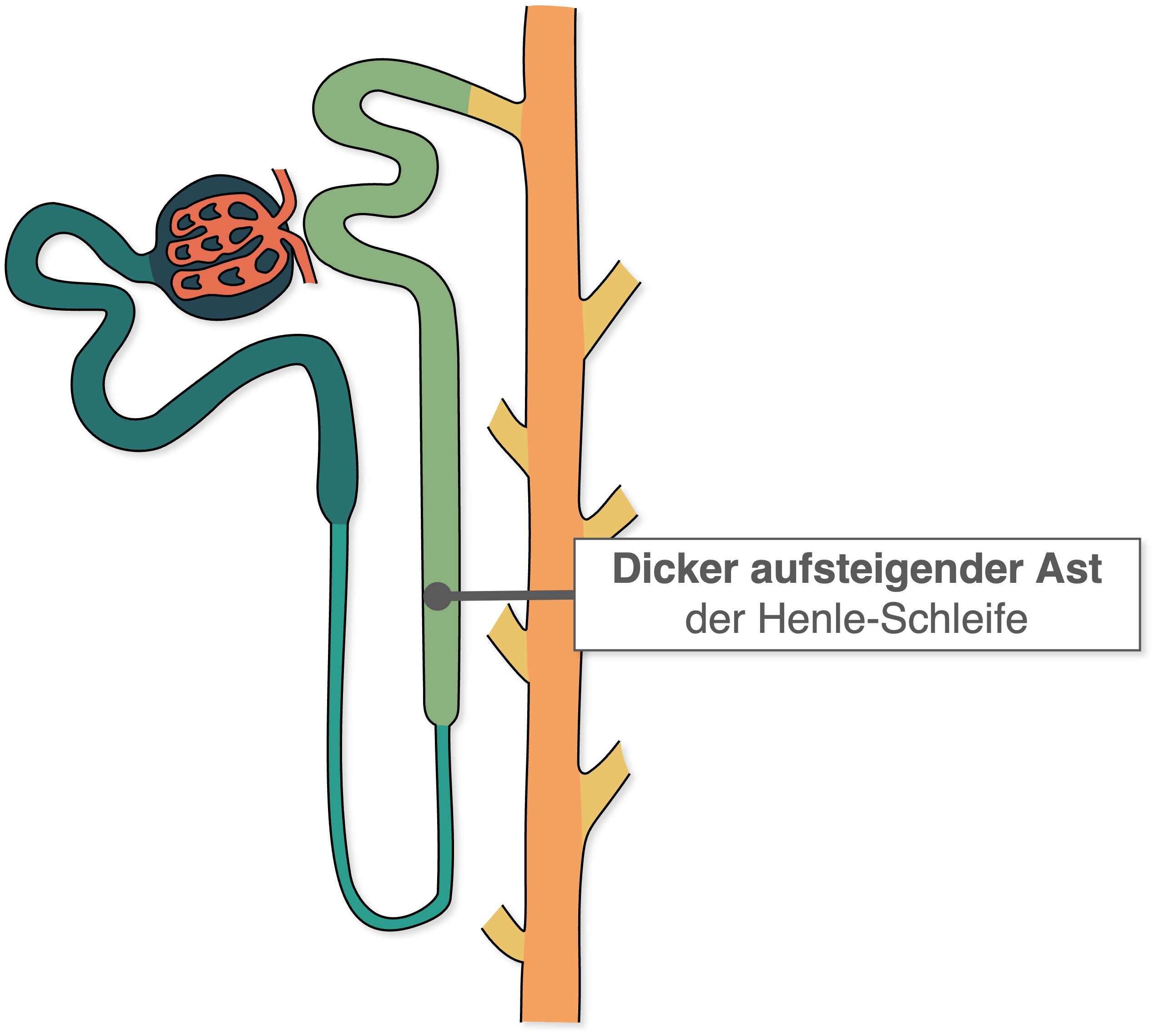 Henle-Schleife - Dicker aufsteigender Ast