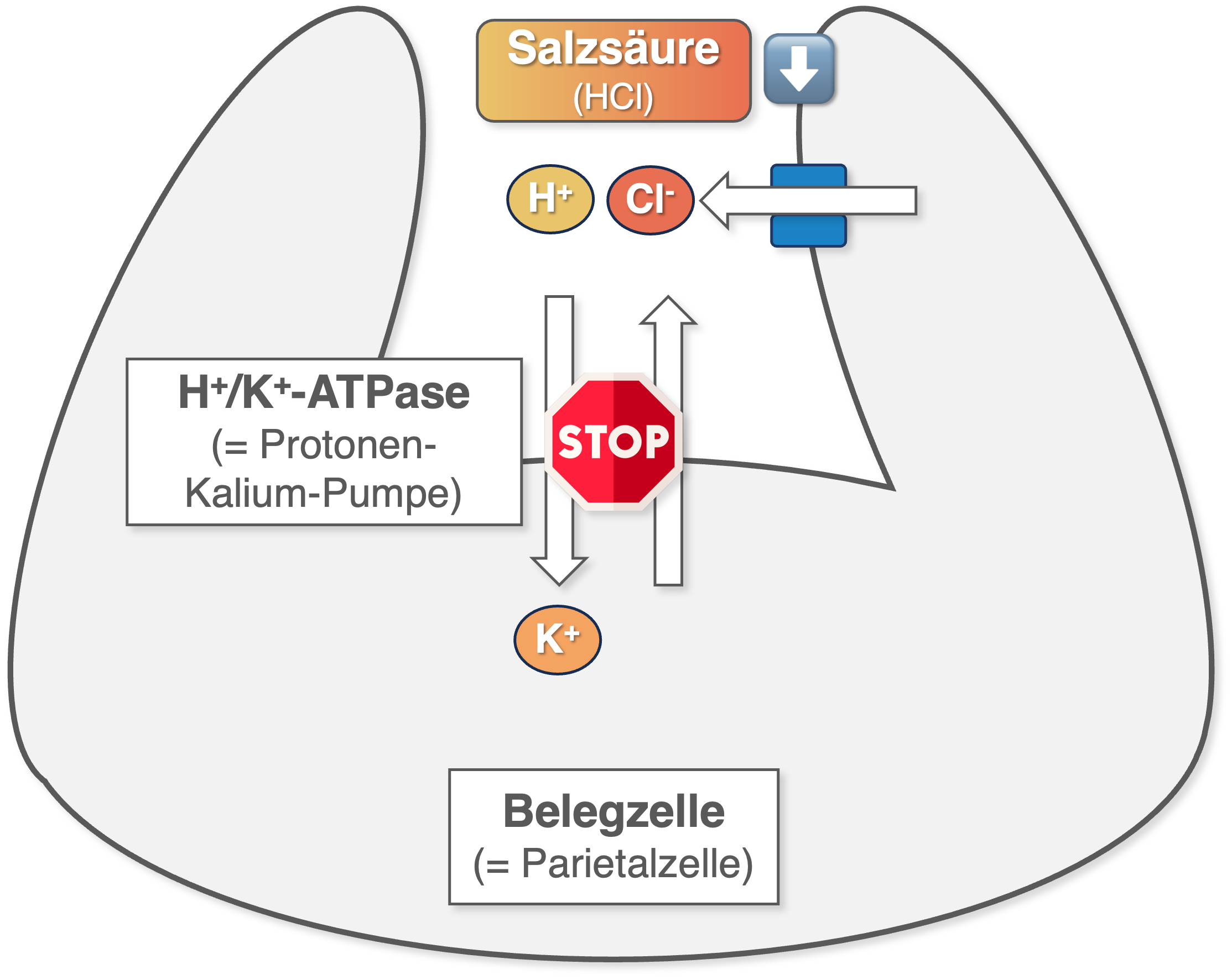 Protonenpumpenhemmer - Wirkmechanismus