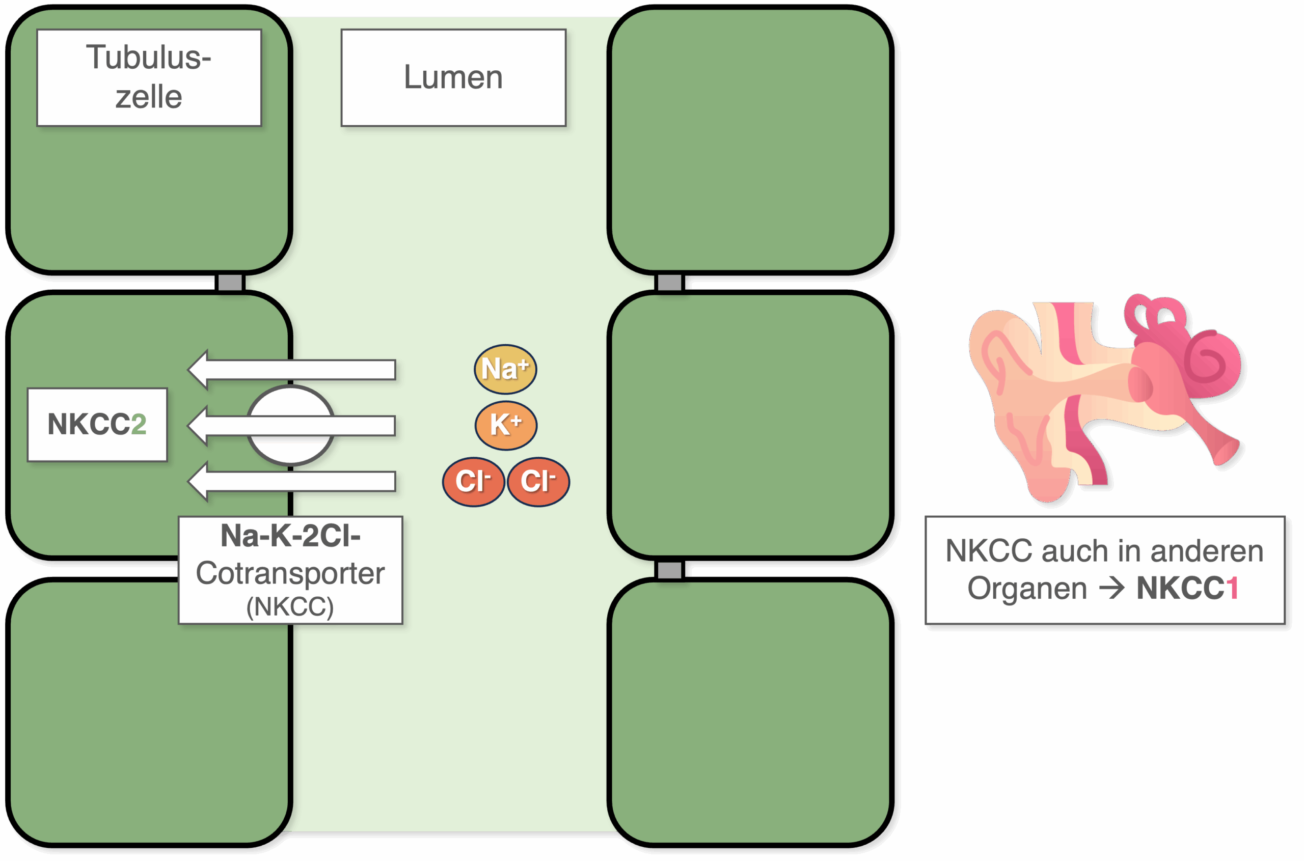 Schleifendiuretika - NKCC