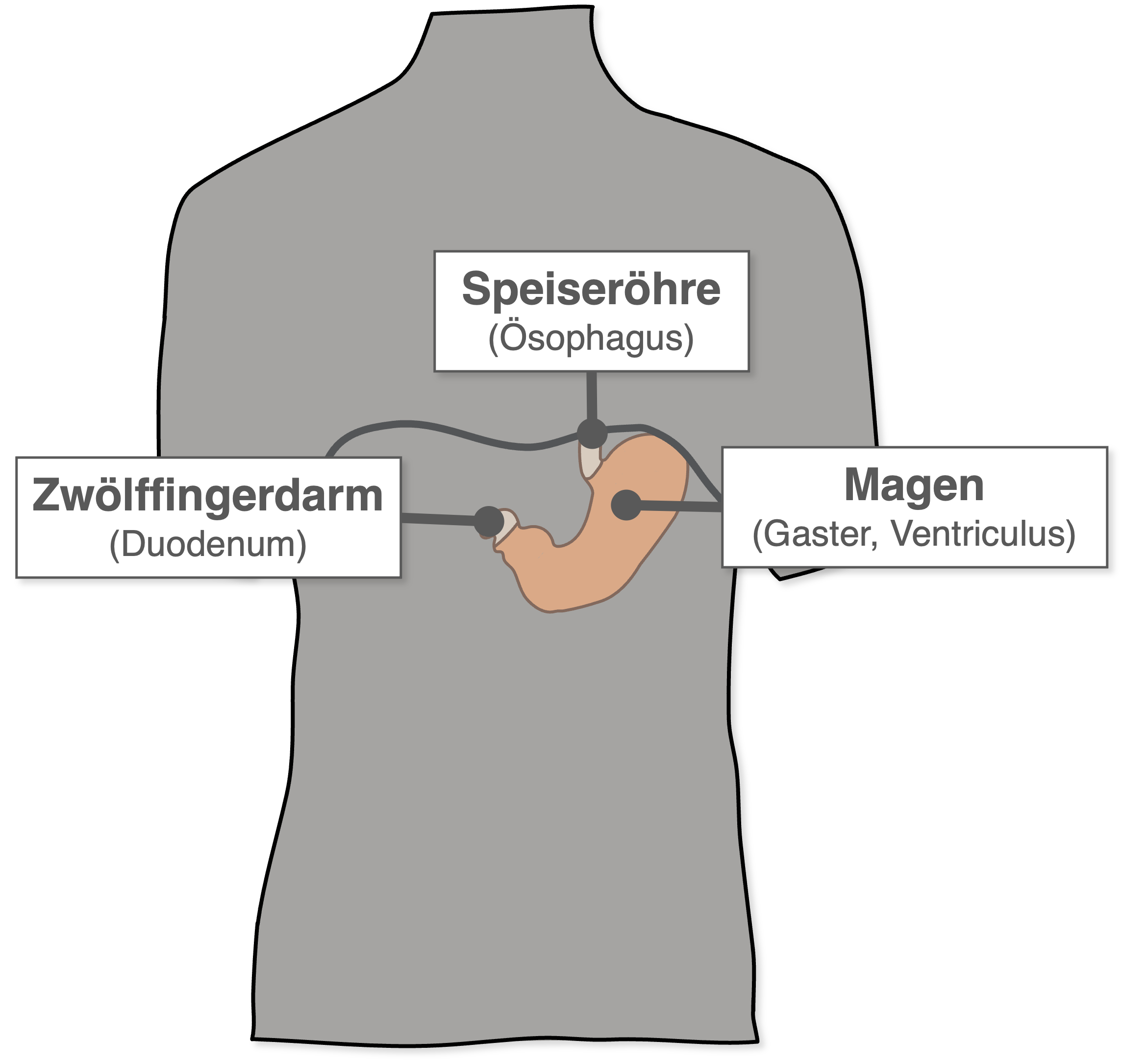 Magen - Lage