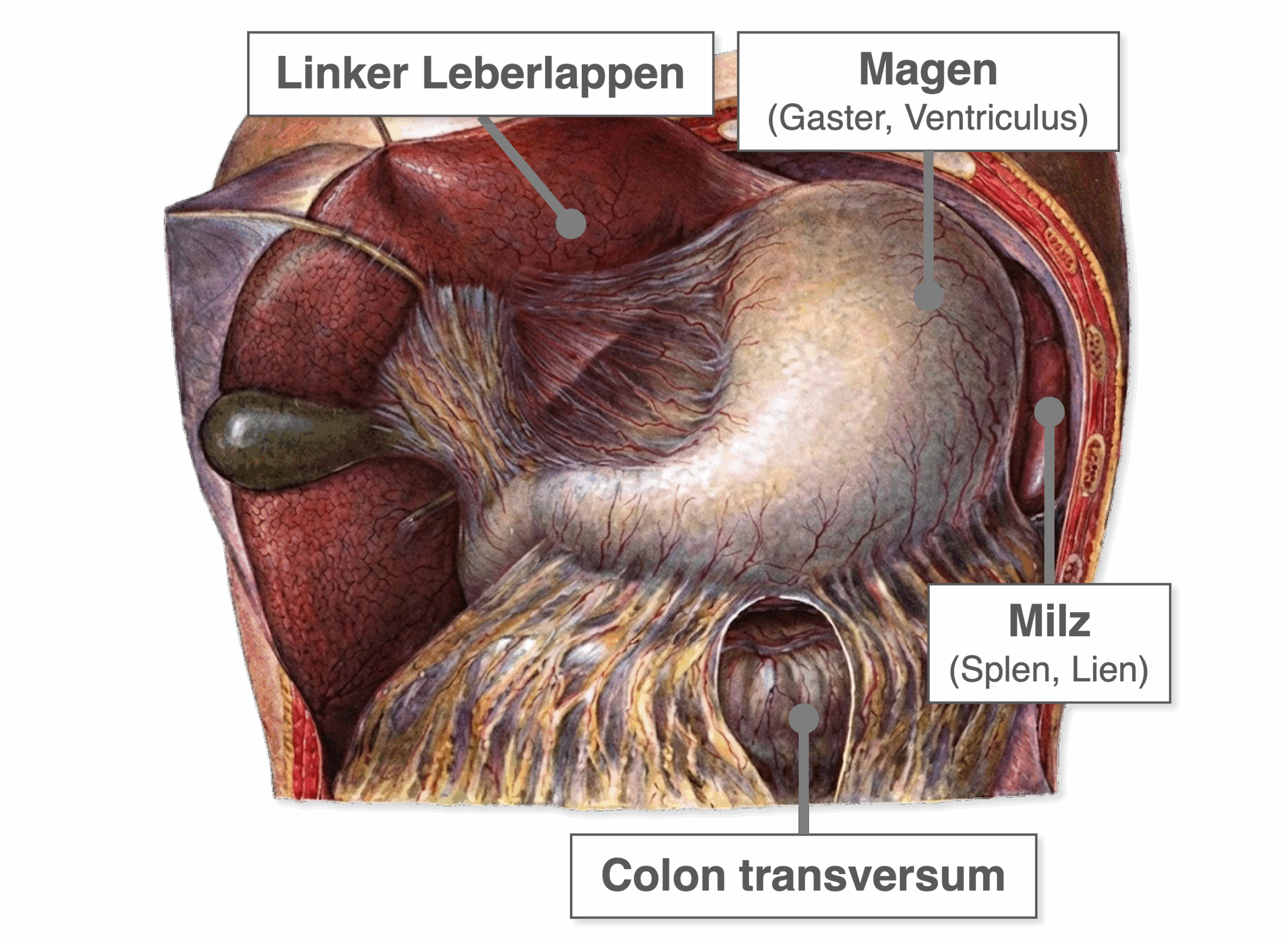 Magen - Lagebeziehungen