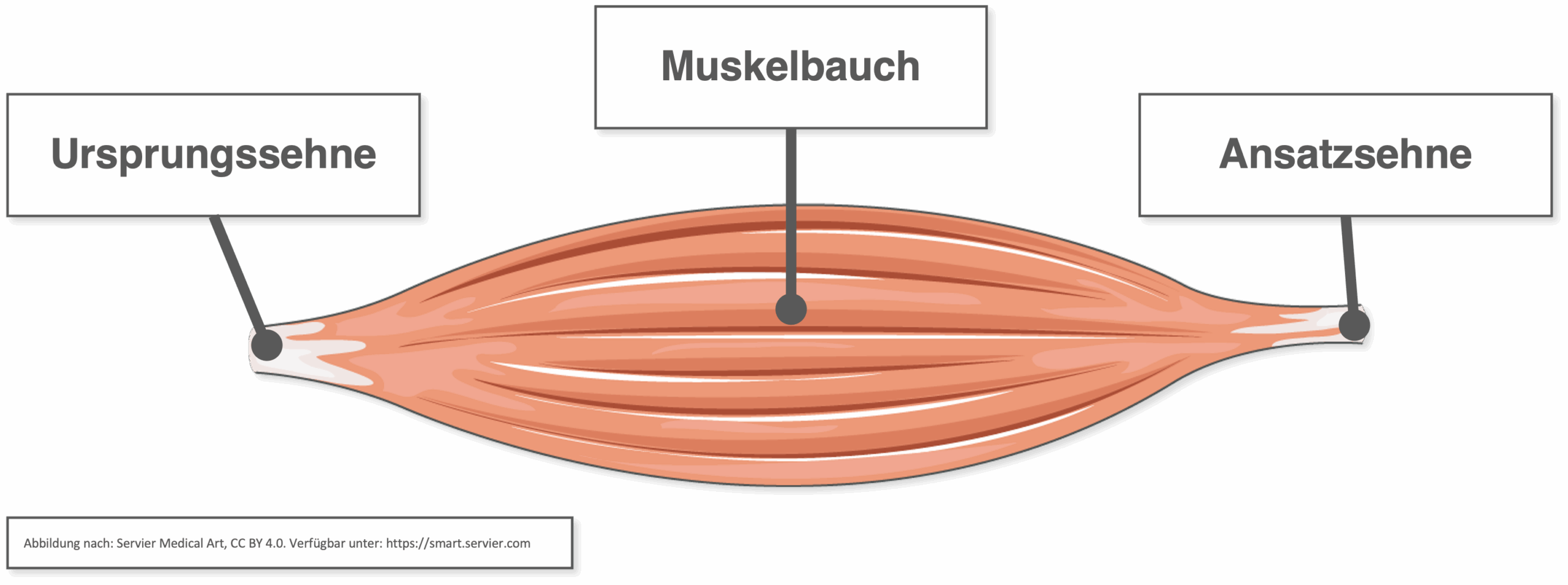 Skelettmuskel - Makroskopischer Aufbau