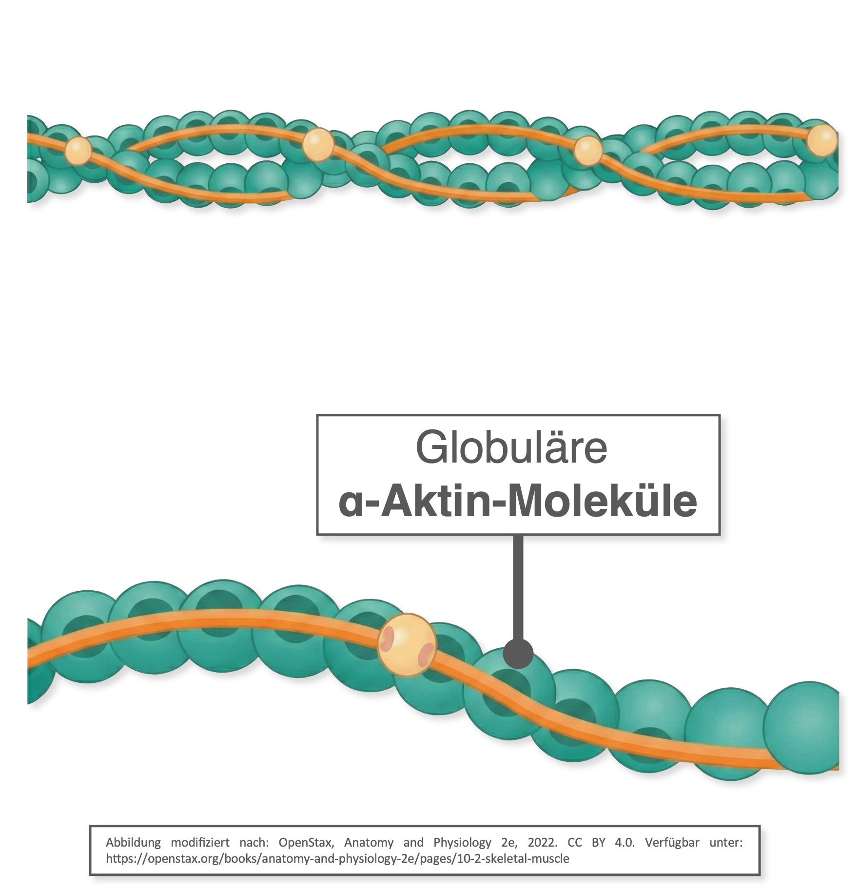 Aktinfilamente - Aktin-Moleküle