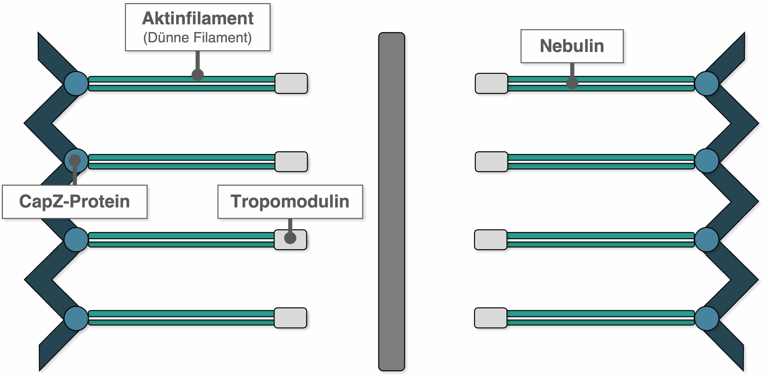 Aktinfilamente - Regulatorische Proteine