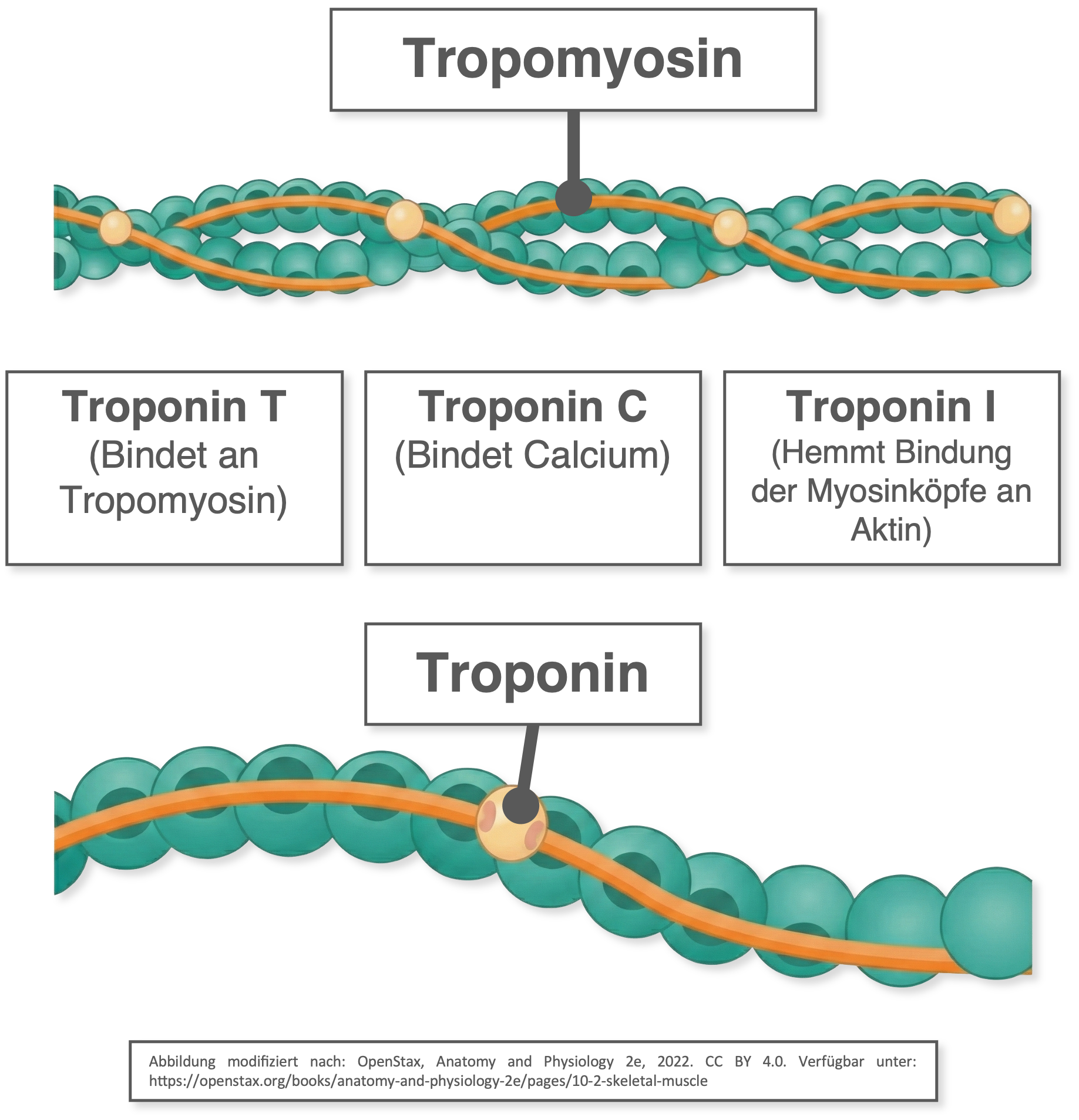 Aktinfilamente - Tropomyosin:Troponin