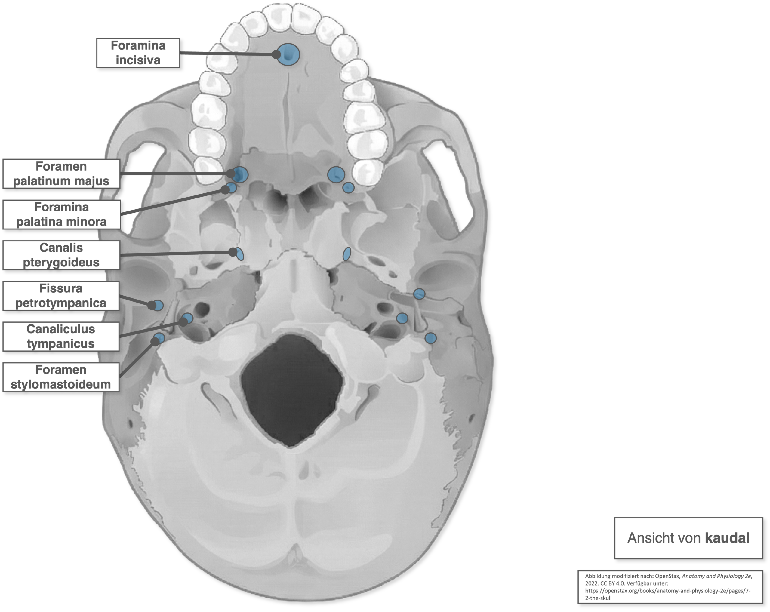 Basis cranii externa - Öffnungen