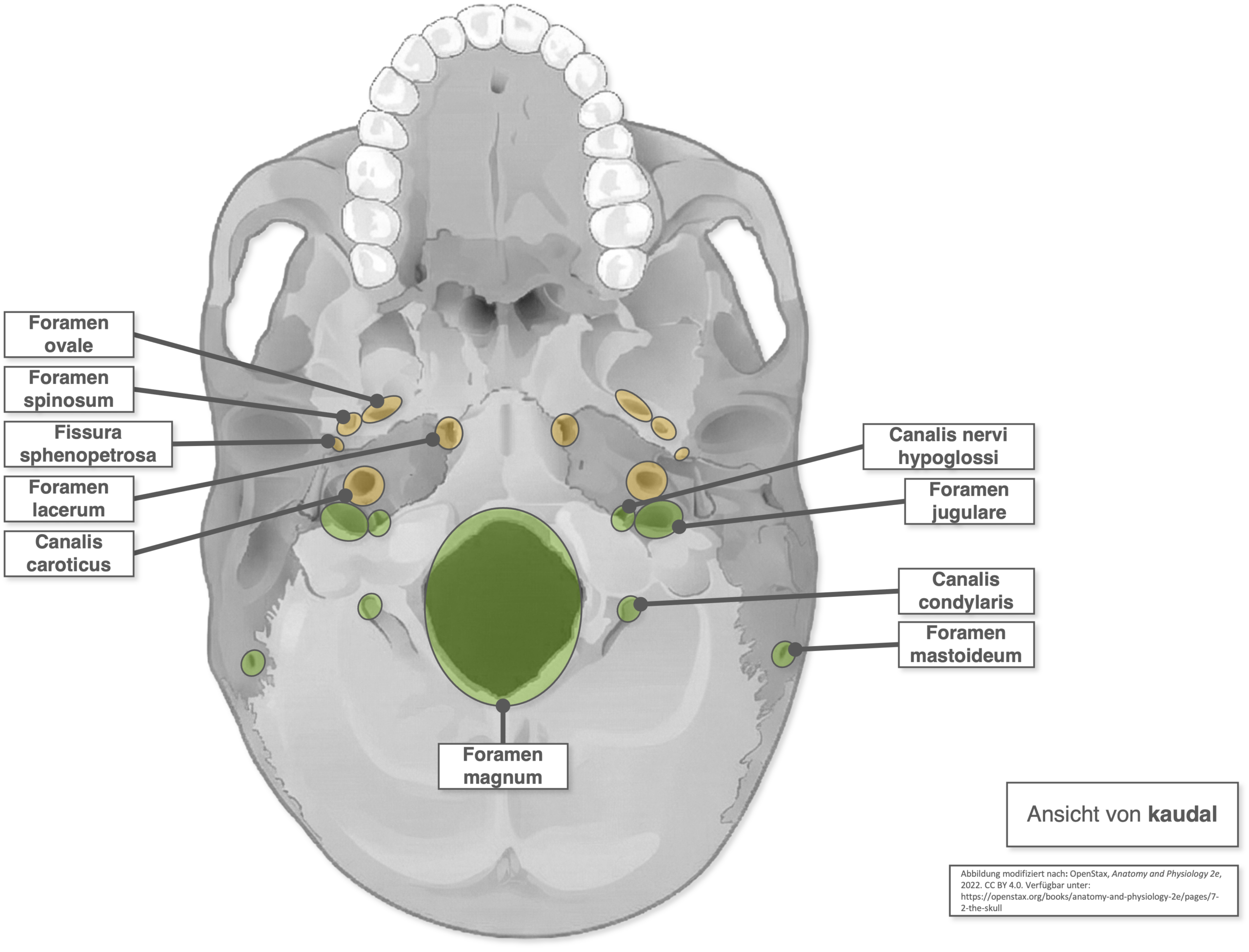 Basis cranii externa - Öffnungen zur Basis cranii interna