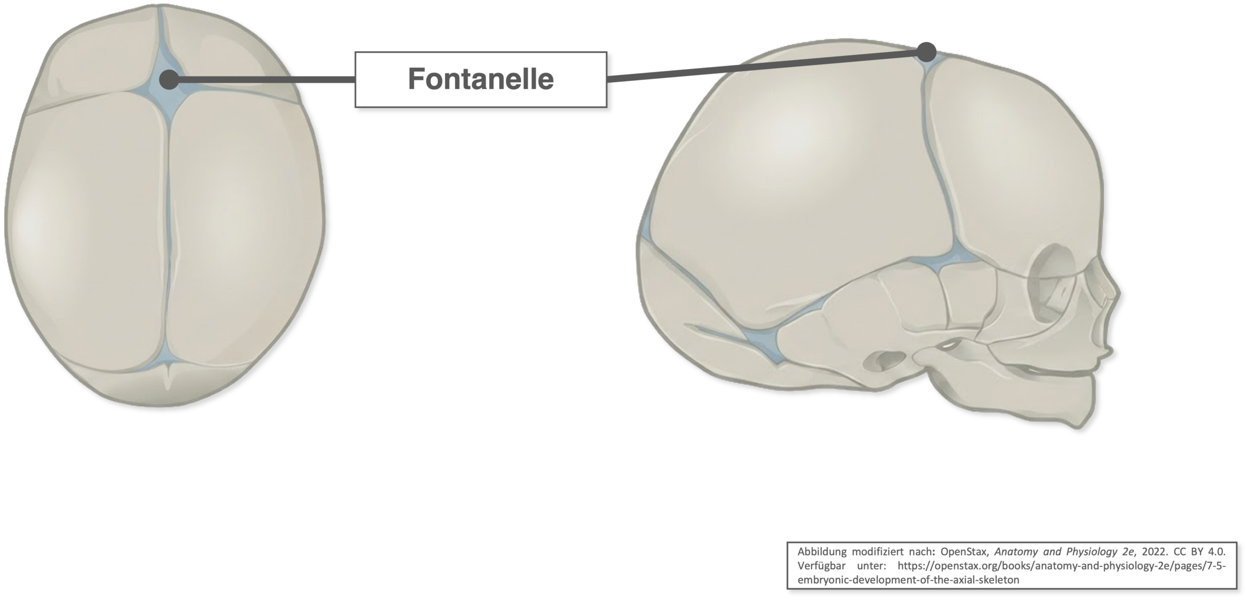 Fontanellen - Übersicht