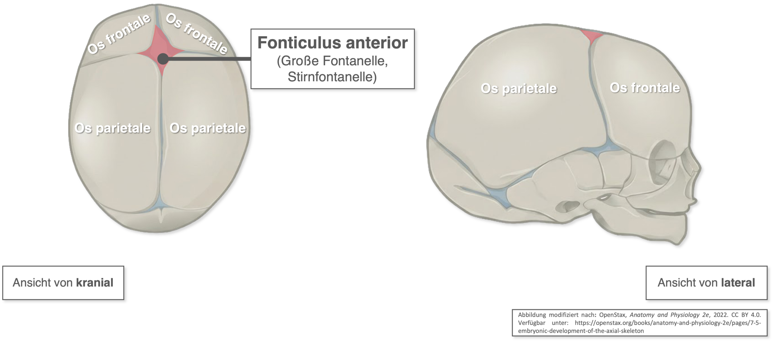 Fonticulus anterior