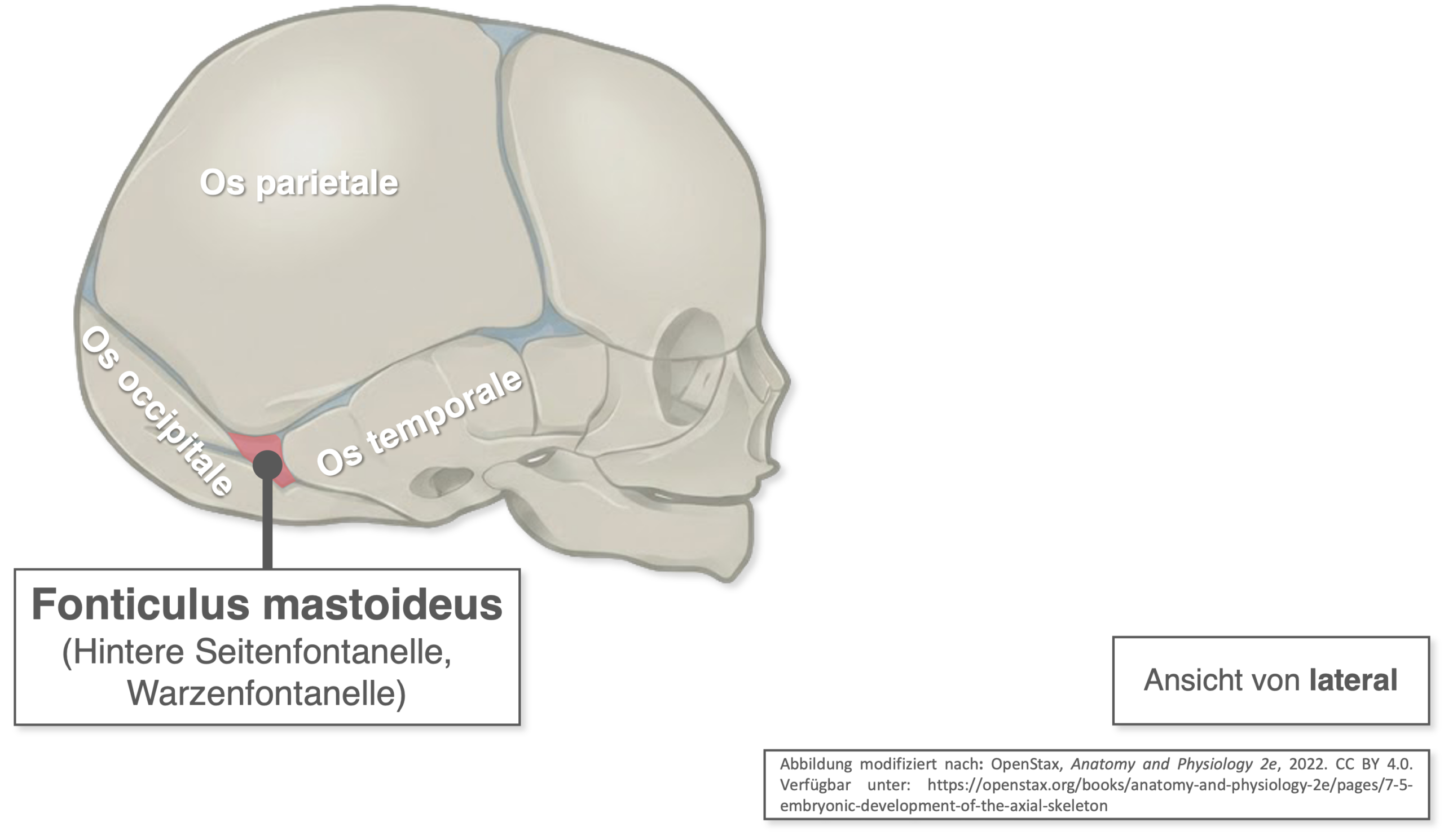 Fonticulus mastoideus