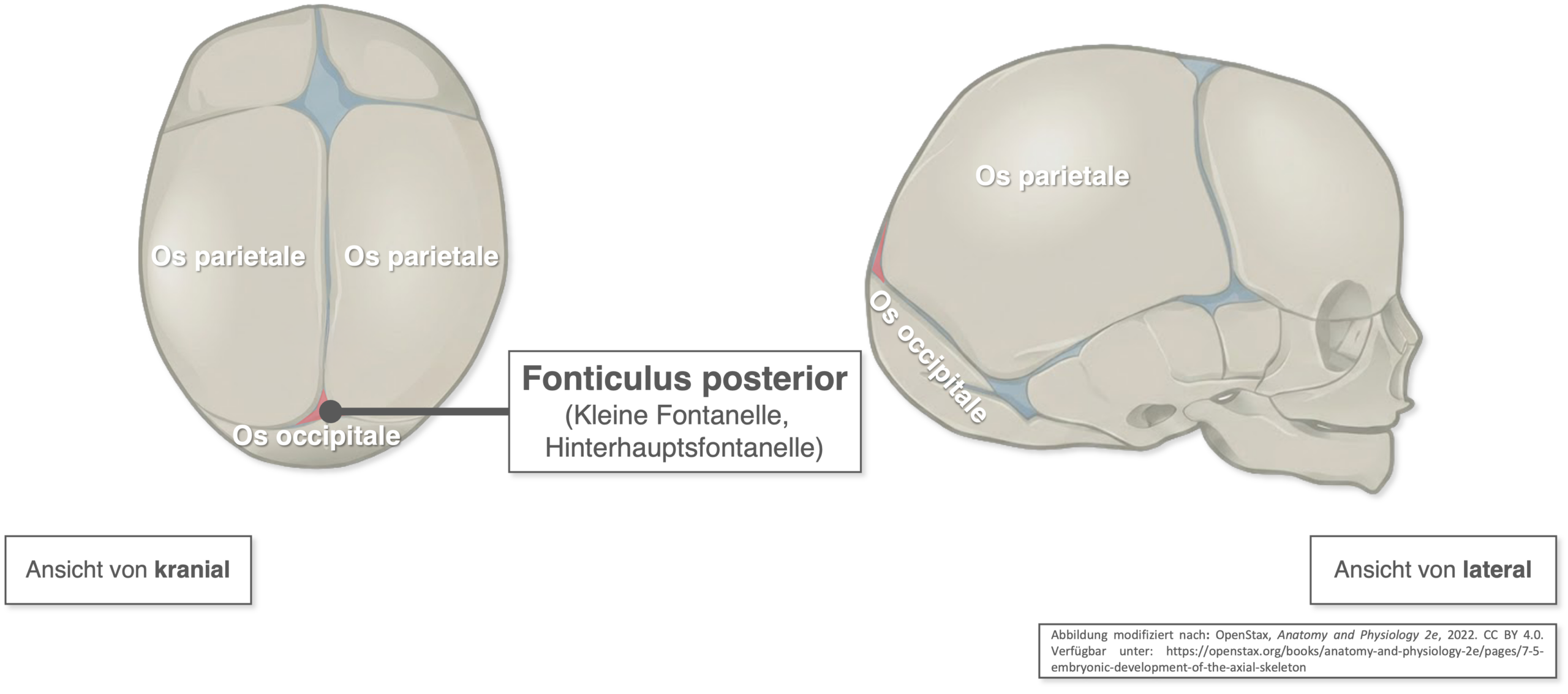 Fonticulus posterior