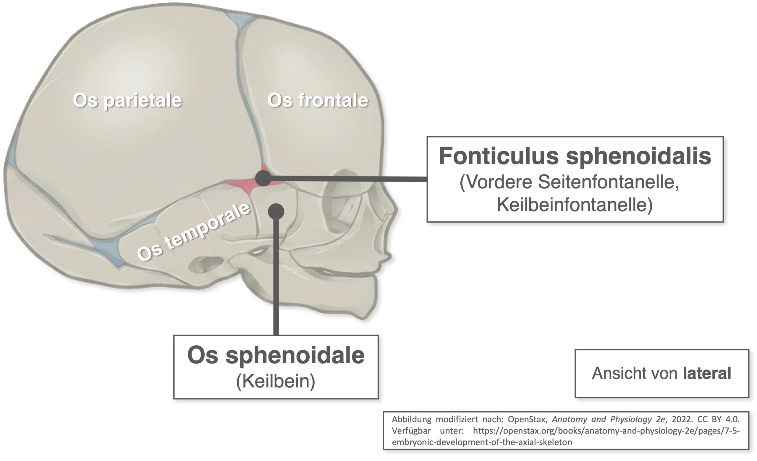 Fonticulus sphenoidalis