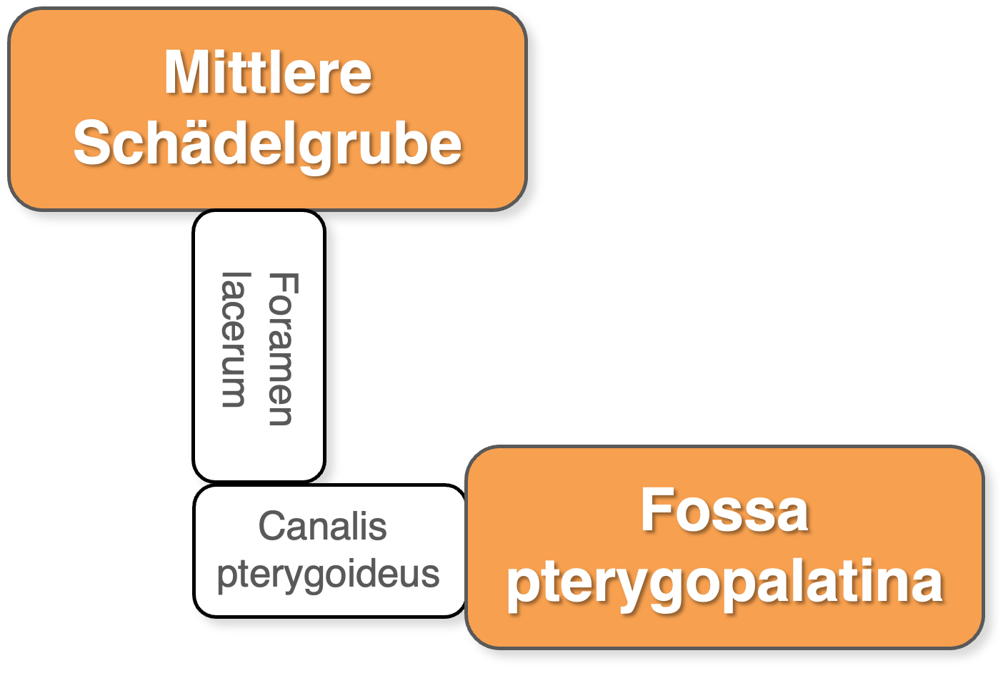 Foramen lacerum - Canalis pterygoideus Schema