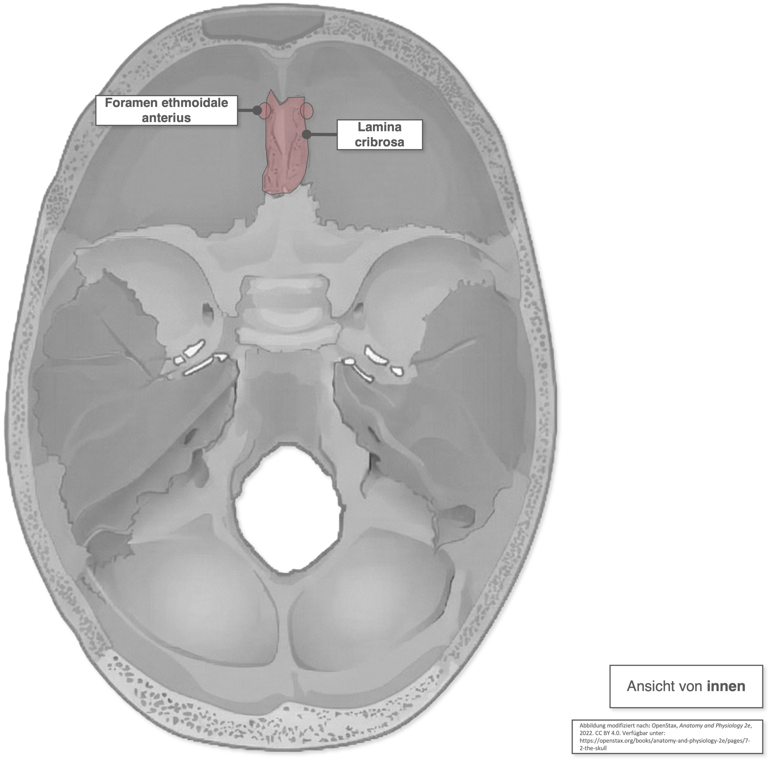 Fossa cranii anterior - Öffnungen