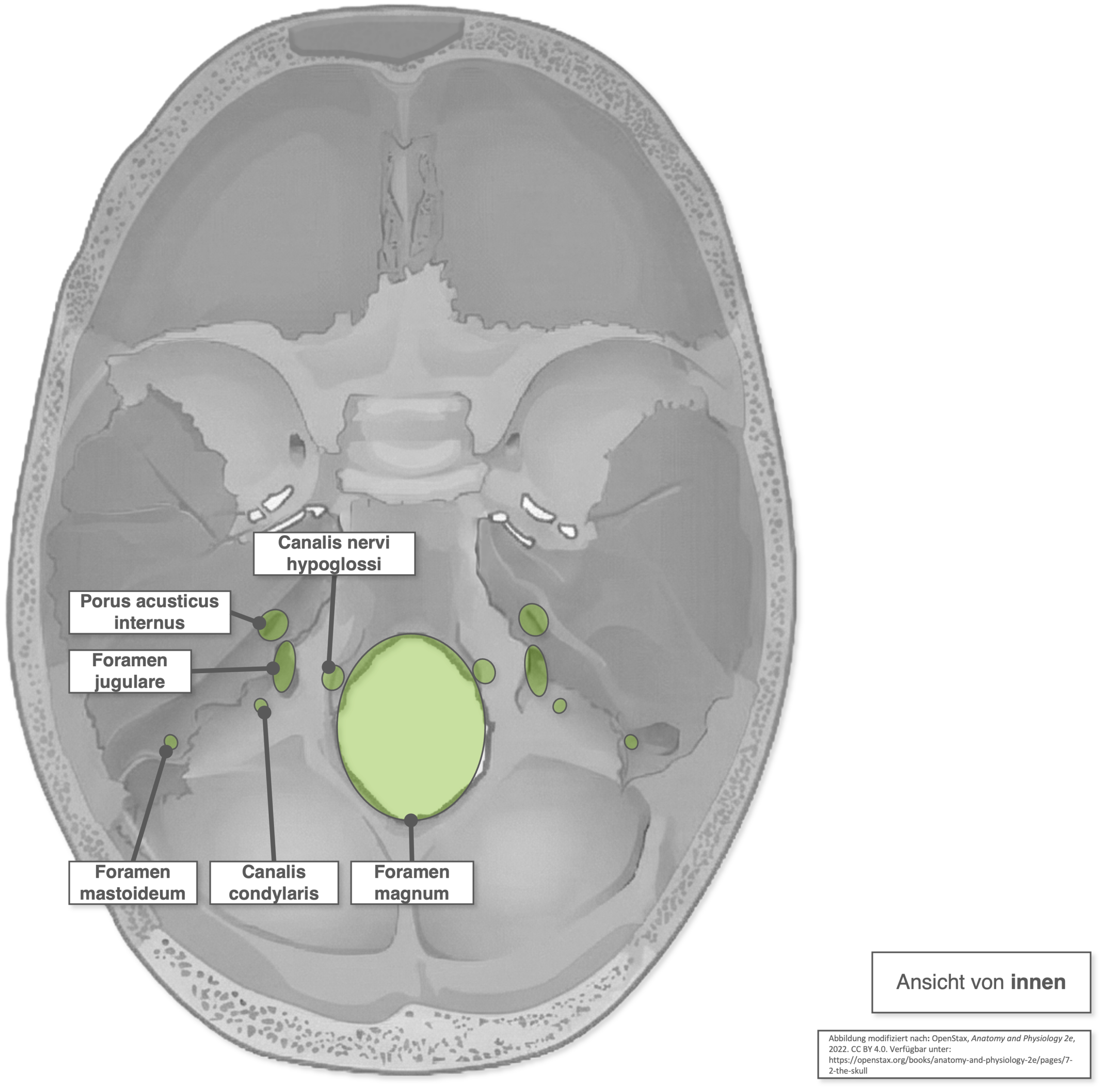 Fossa cranii posterior - Öffnungen