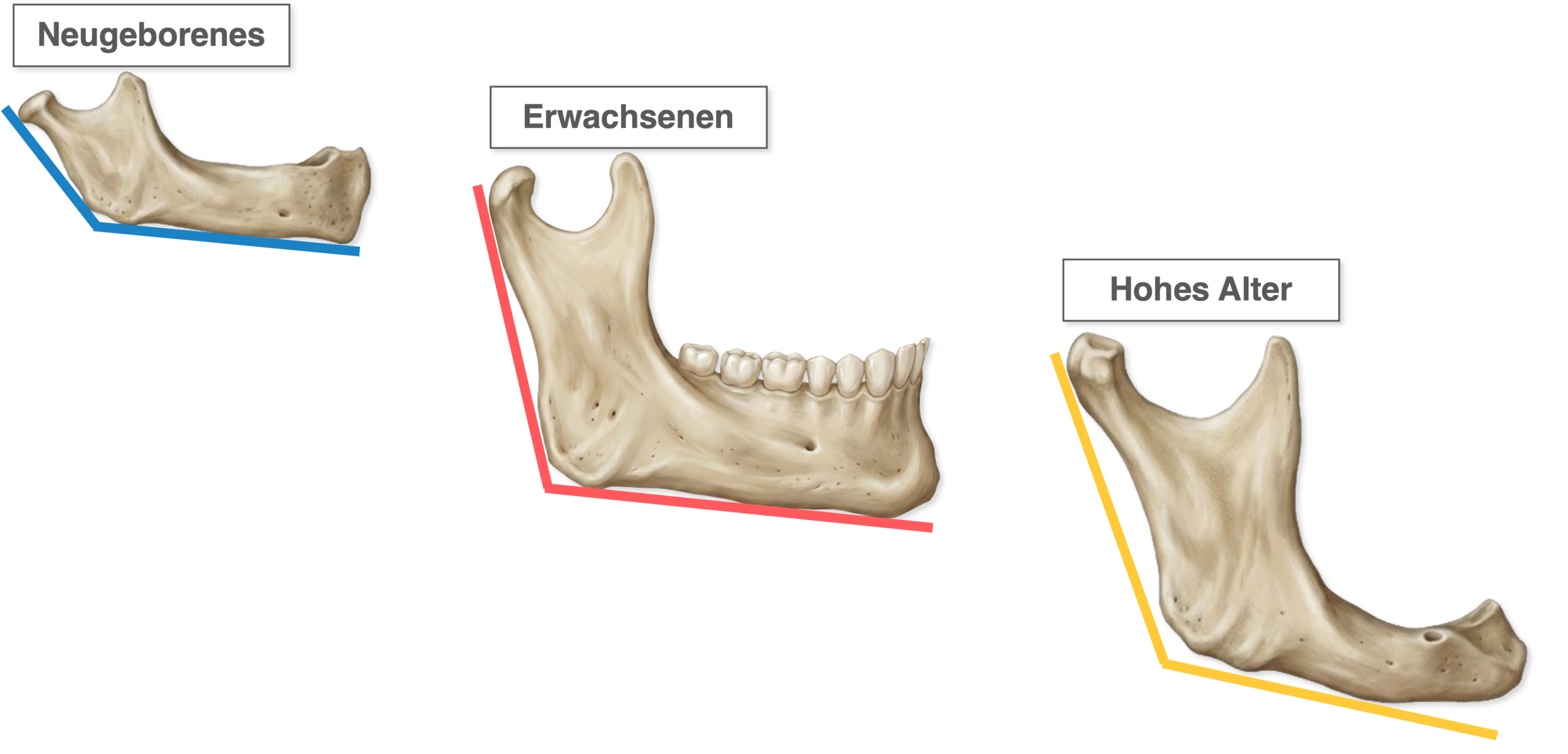 Mandibula - Altersabhängige Veränderungen