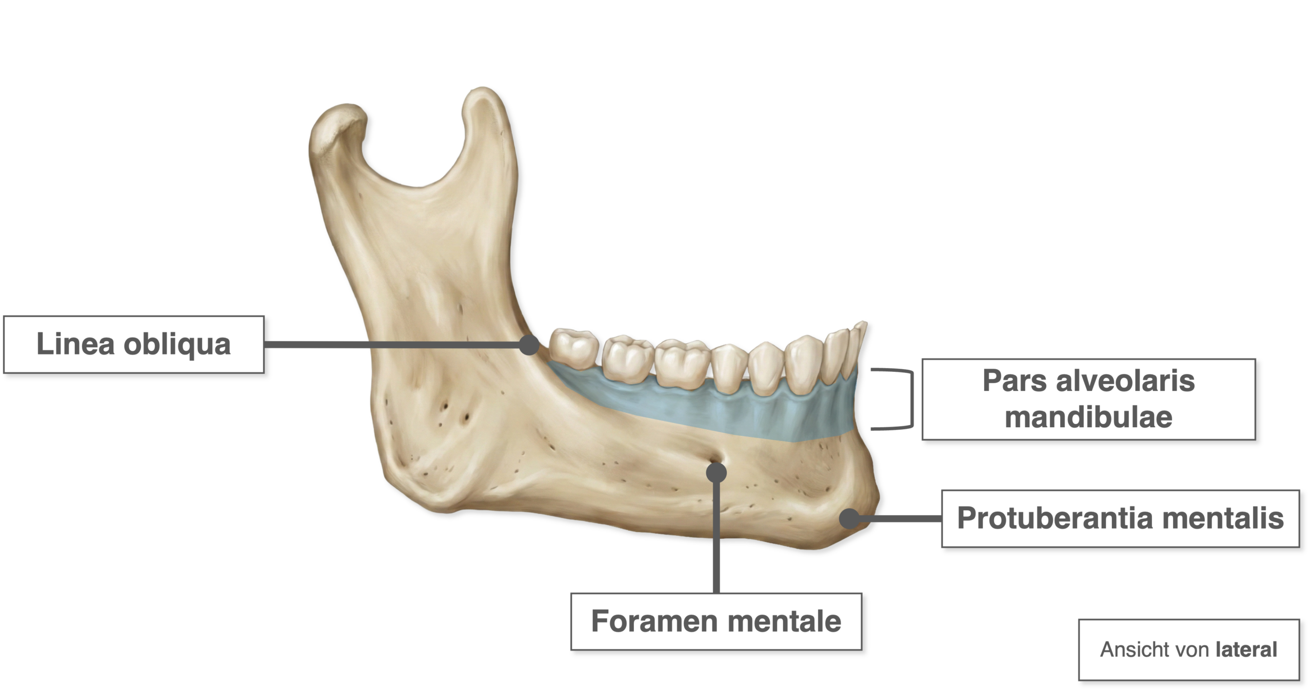 Mandibula - Aufbau Corpus mandibulae Außenseite