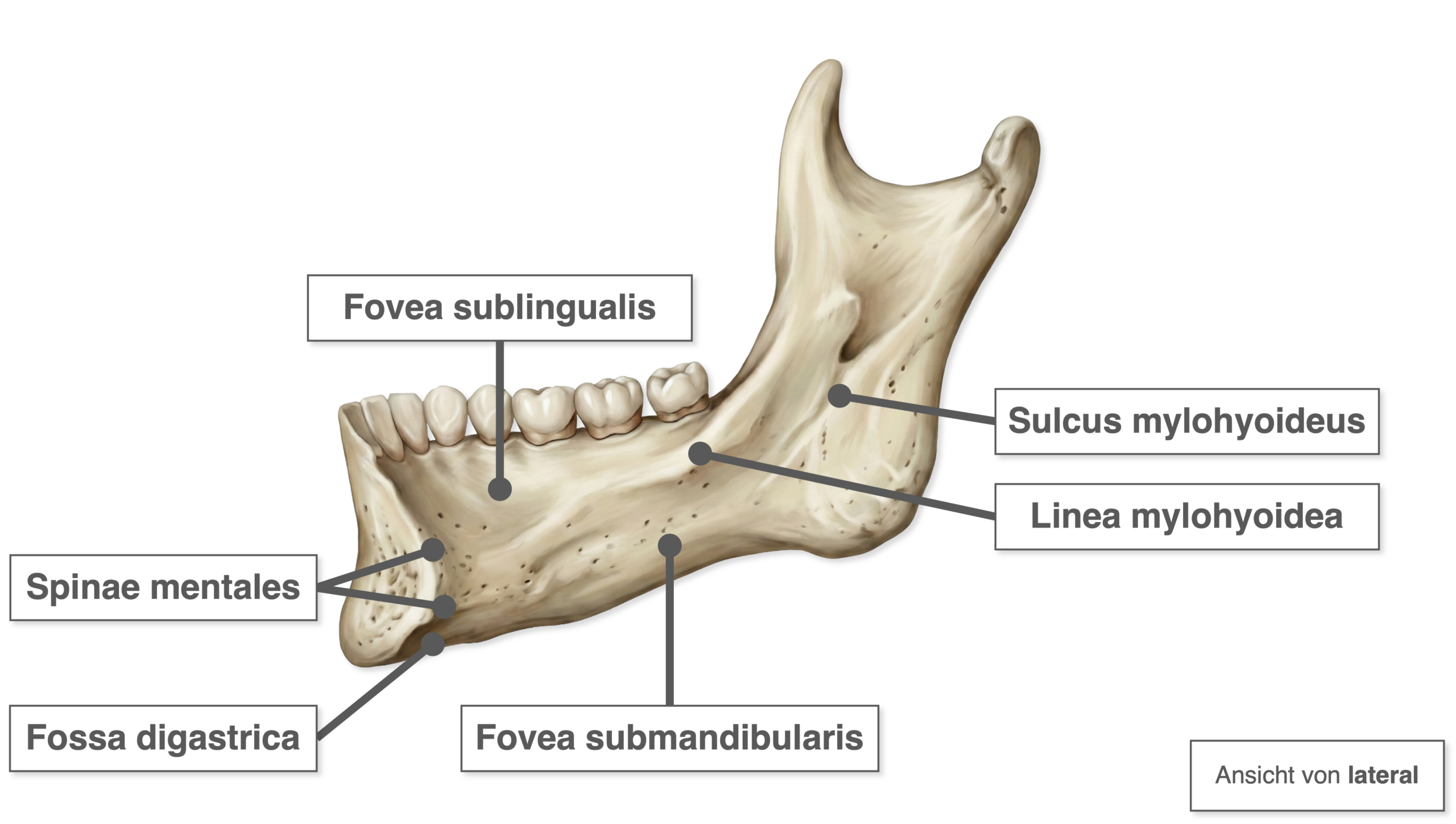 Mandibula - Aufbau Corpus mandibulae Innenseite