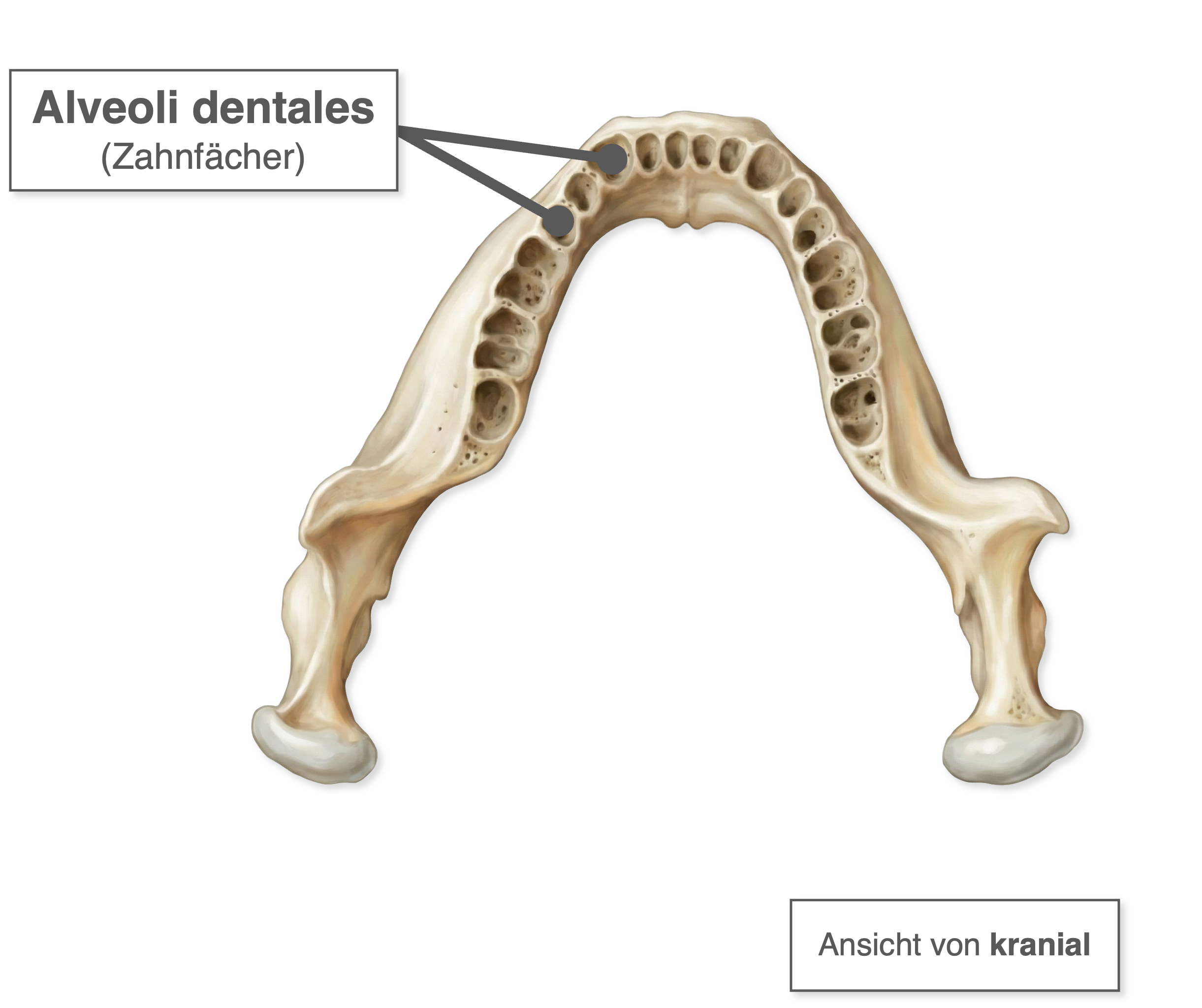 Mandibula - Aufbau Corpus mandibulae kranial