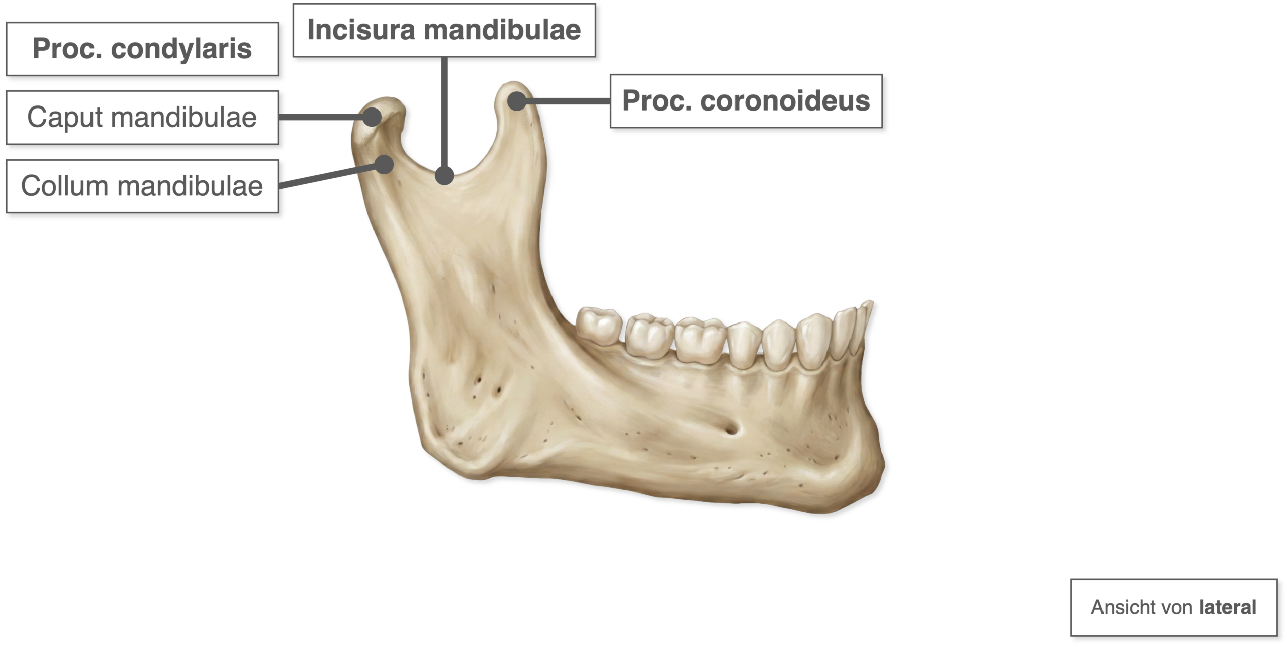 Mandibula - Aufbau Ramus mandibulae