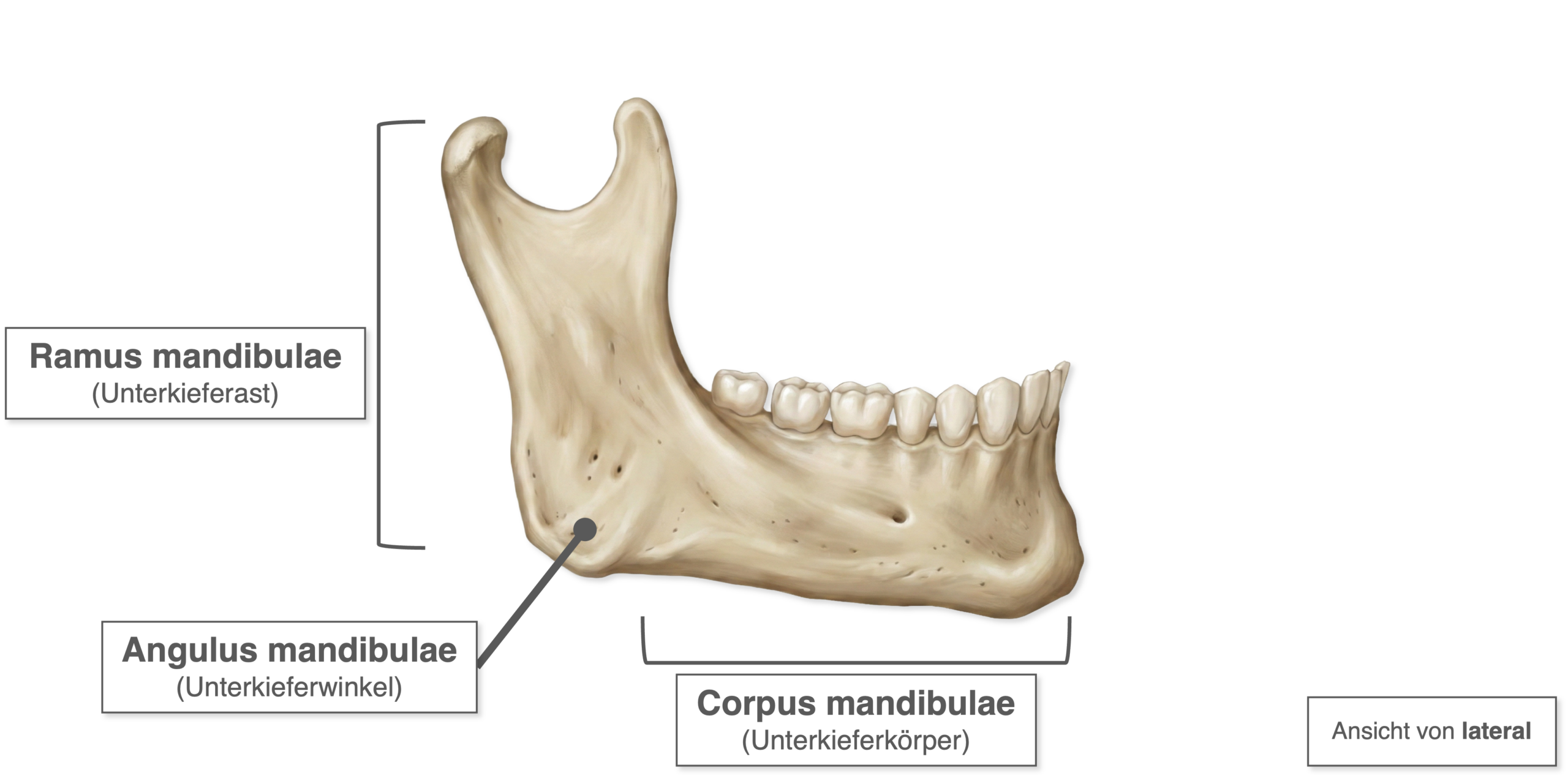 Mandibula - Aufbau allgemein