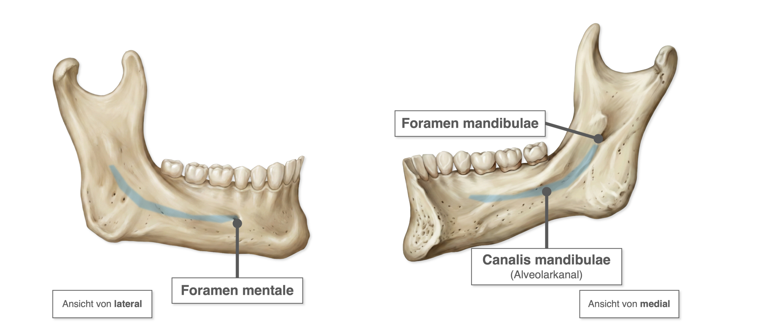 Mandibula - Canalis mandibulae