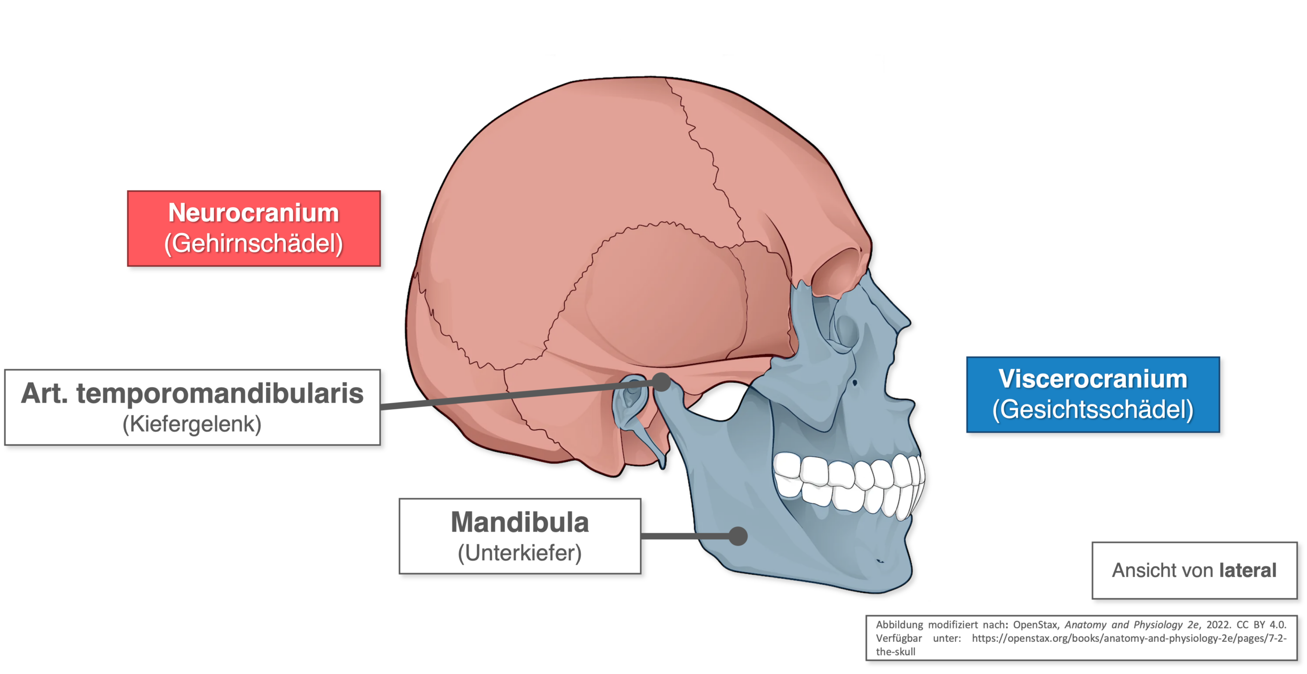 Mandibula - Kiefergelenk