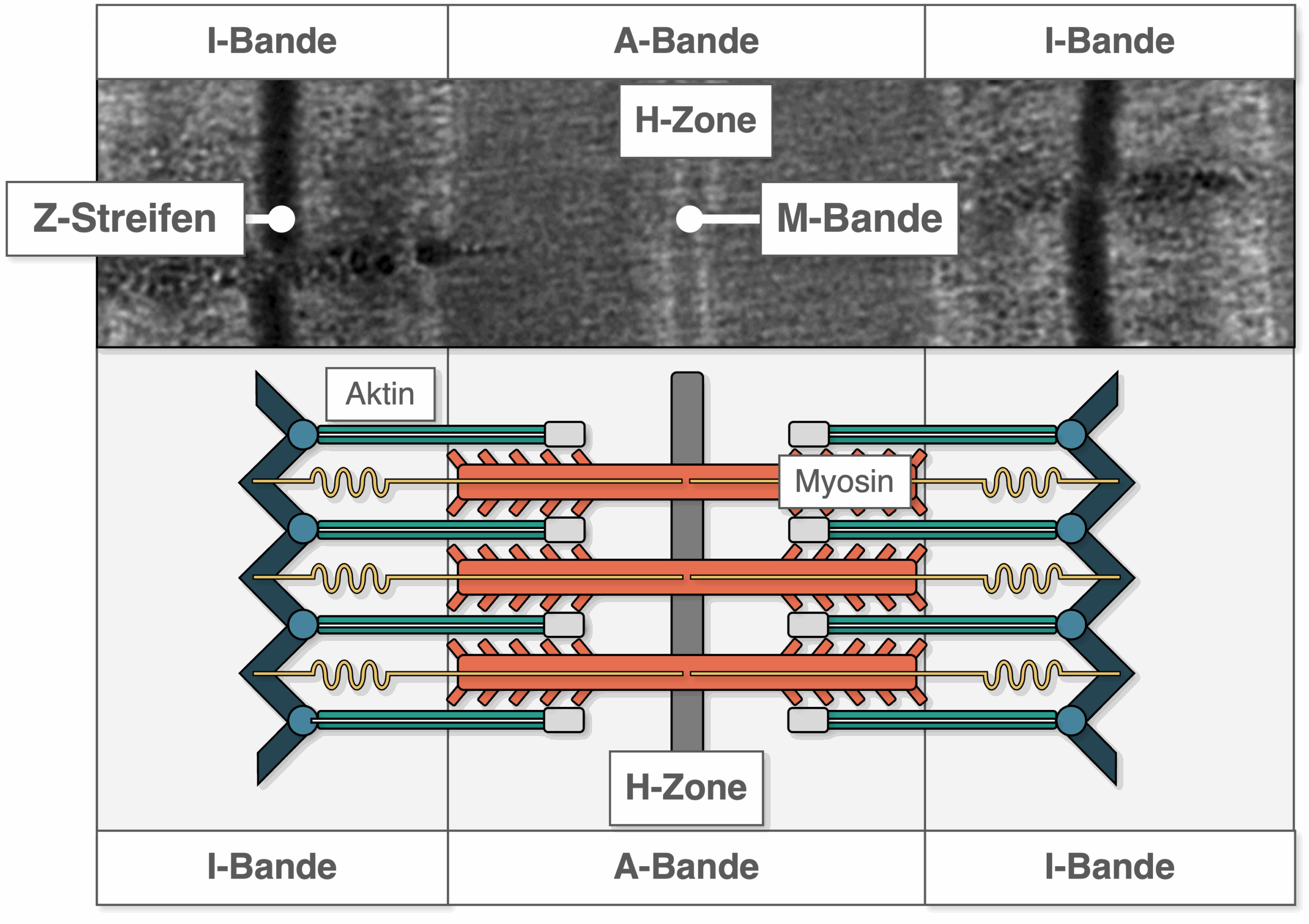 Sarkomer - EM-Bild Schema