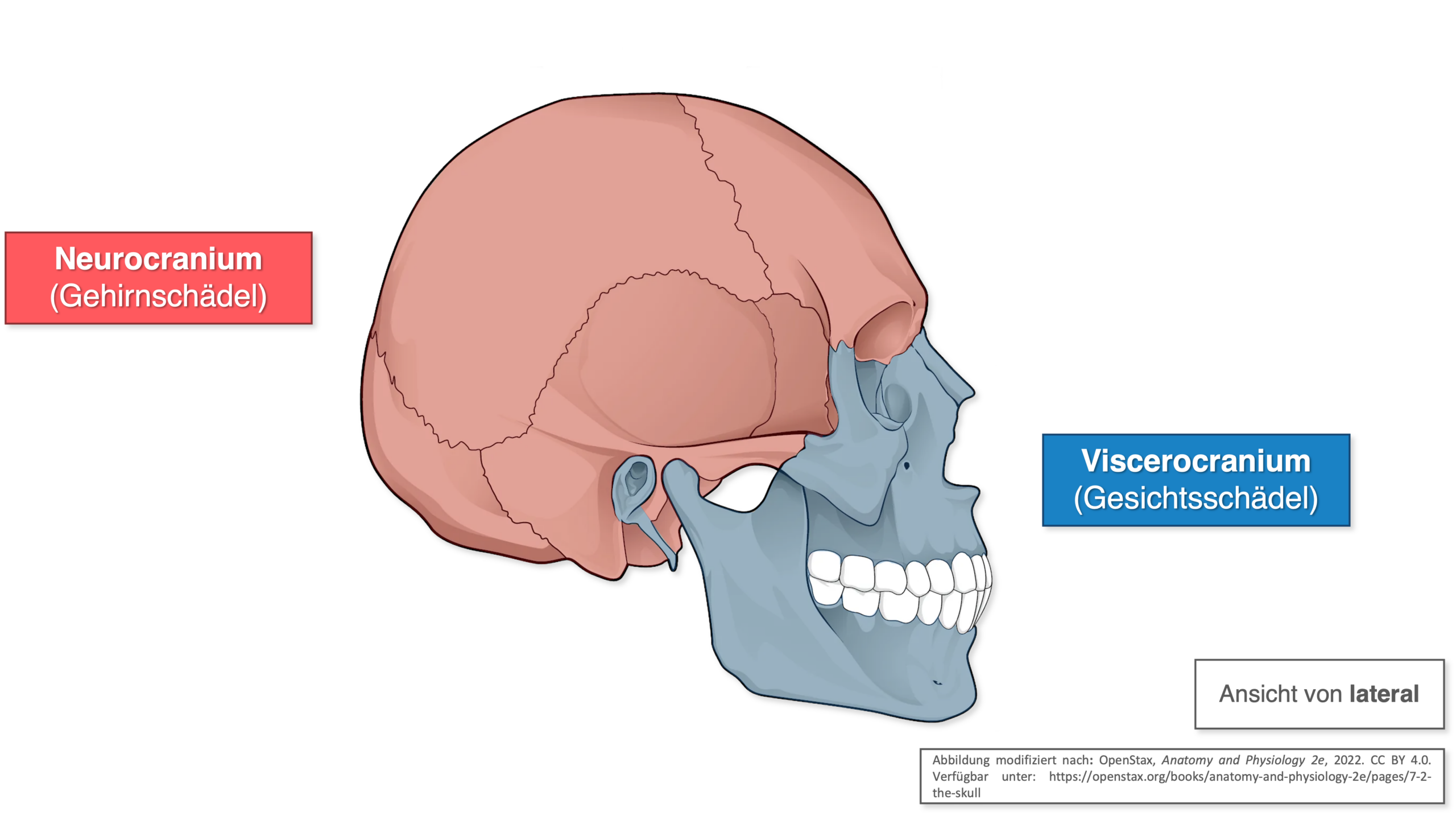 Schädel - Anatomische Gliederung