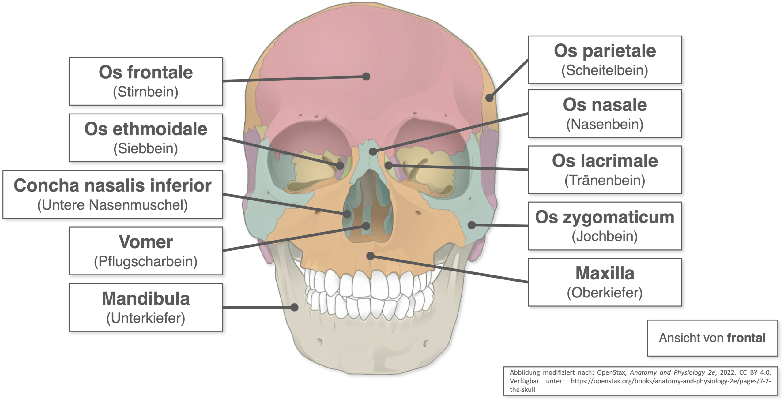 Schädel - Knochen frontal