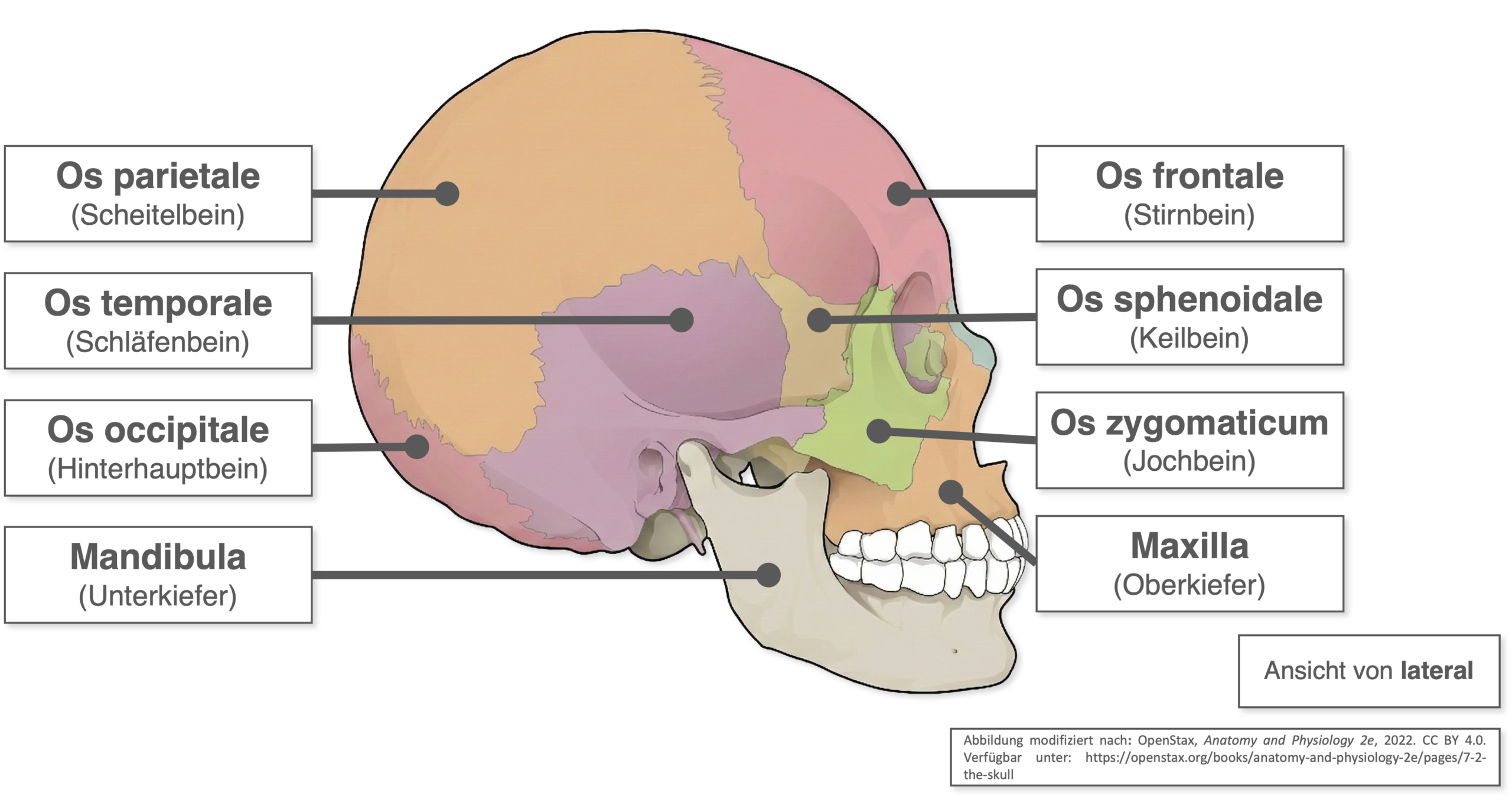 Schädel - Knochen lateral