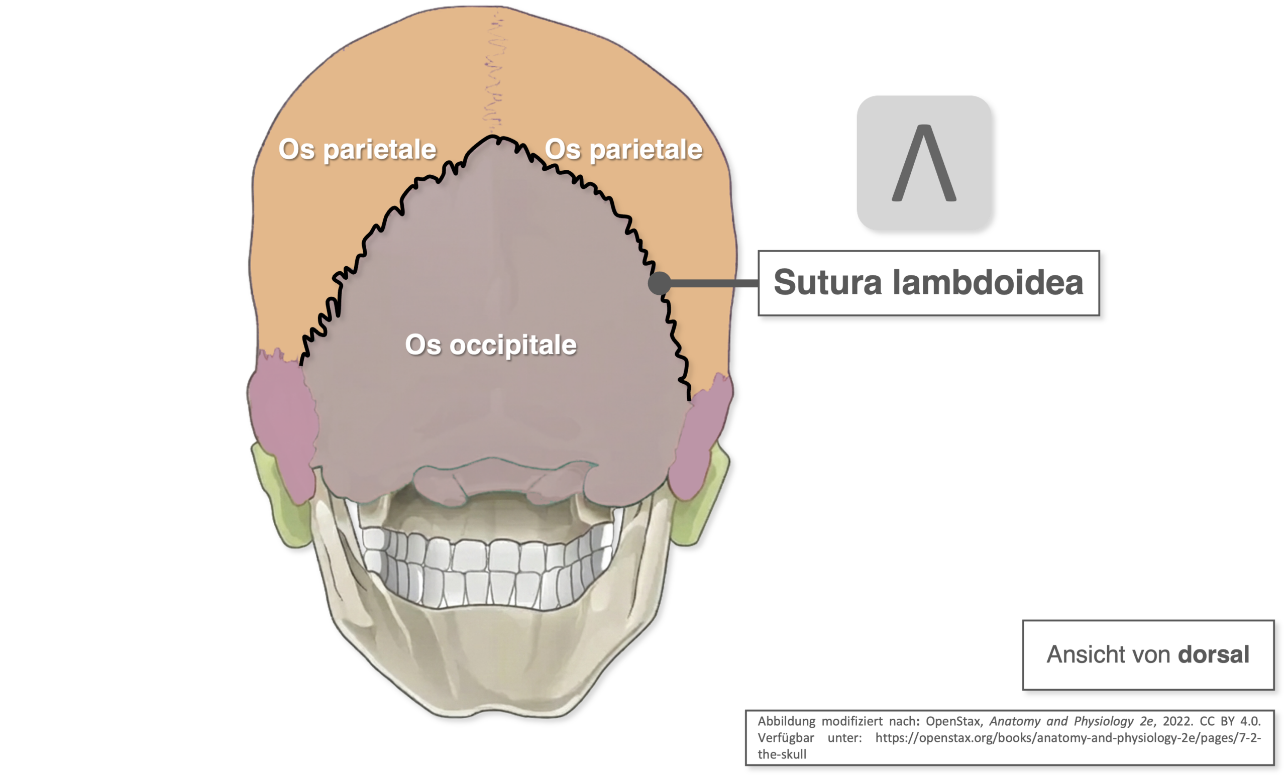 Schädel - Suturen dorsal