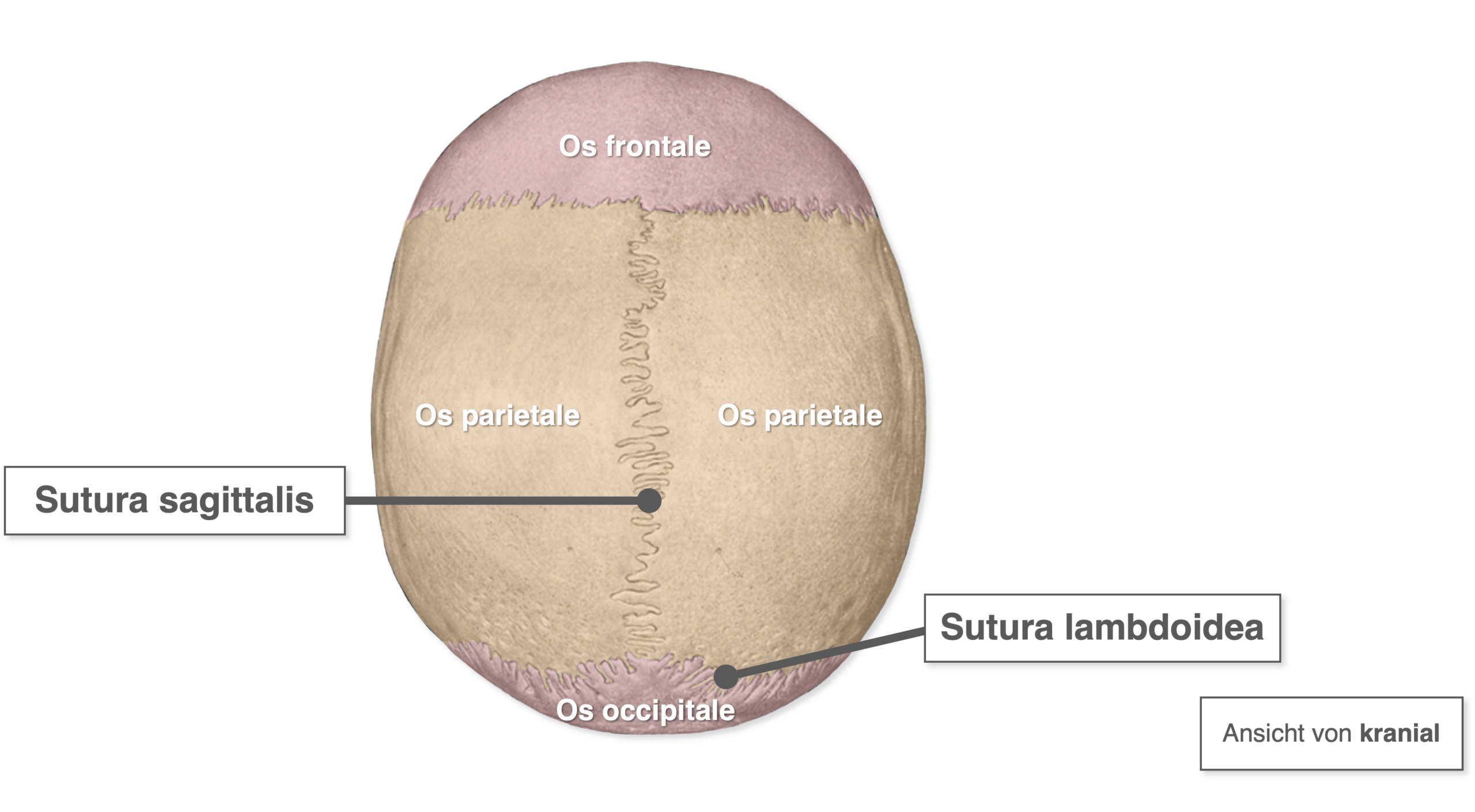Schädel - Suturen kranial