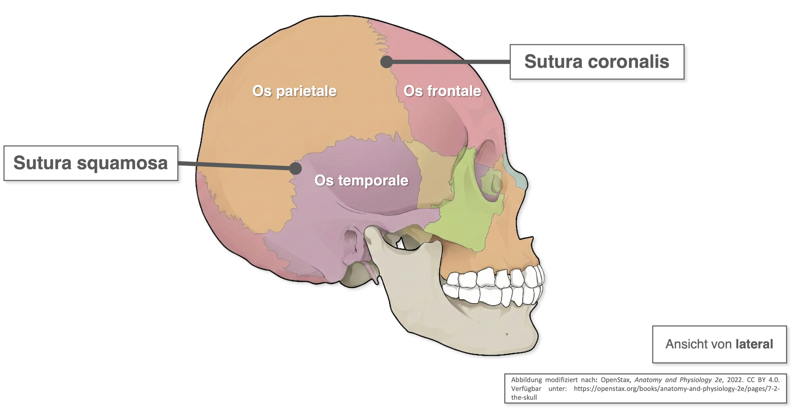 Schädel - Suturen lateral