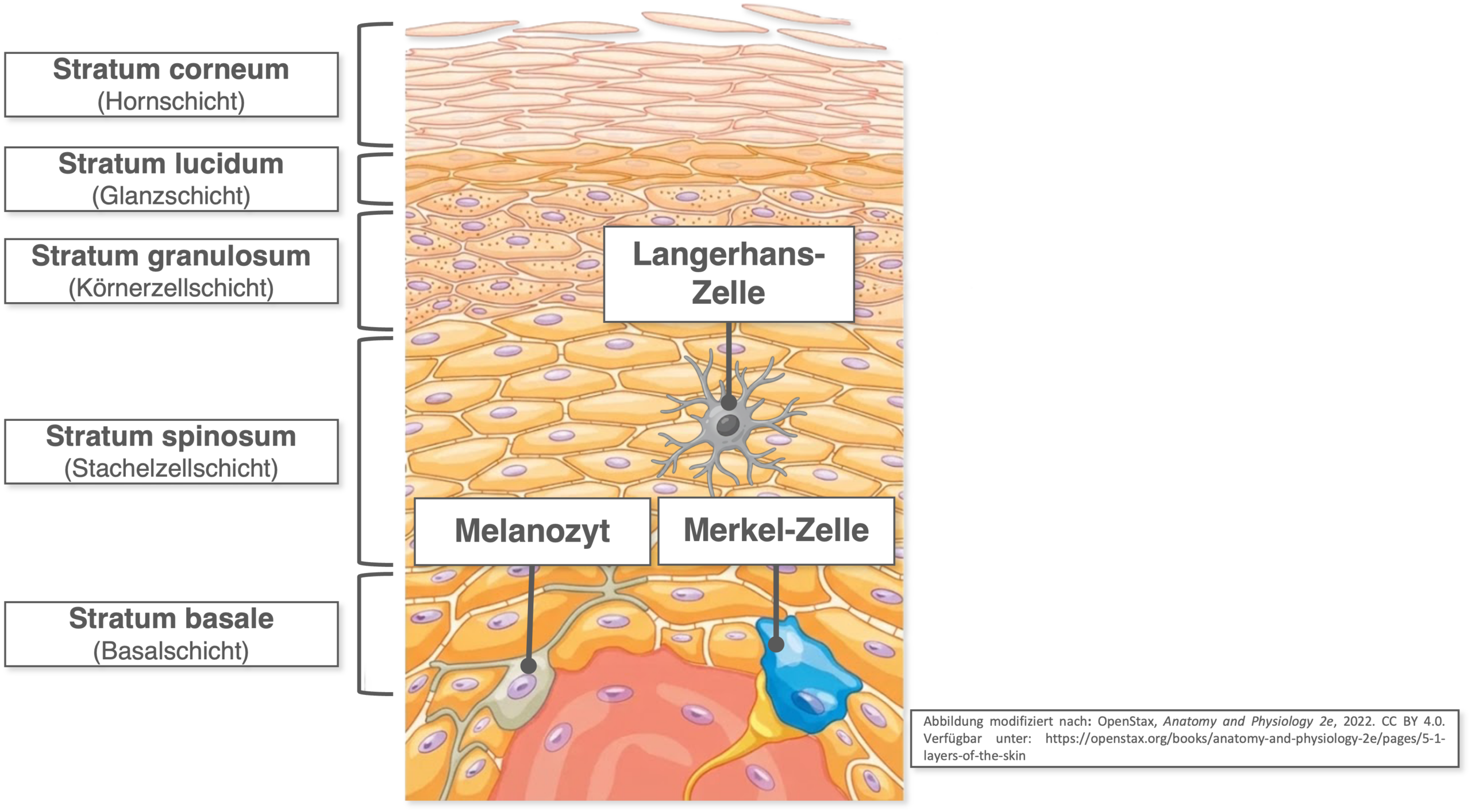 Epidermis - Schichten